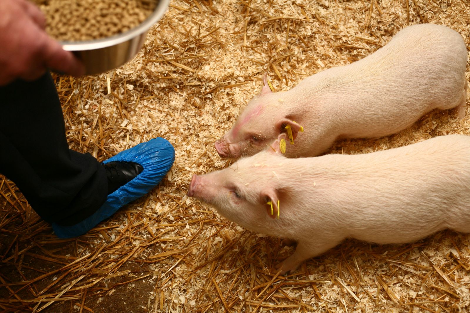 Technician feeding mini-pigs
