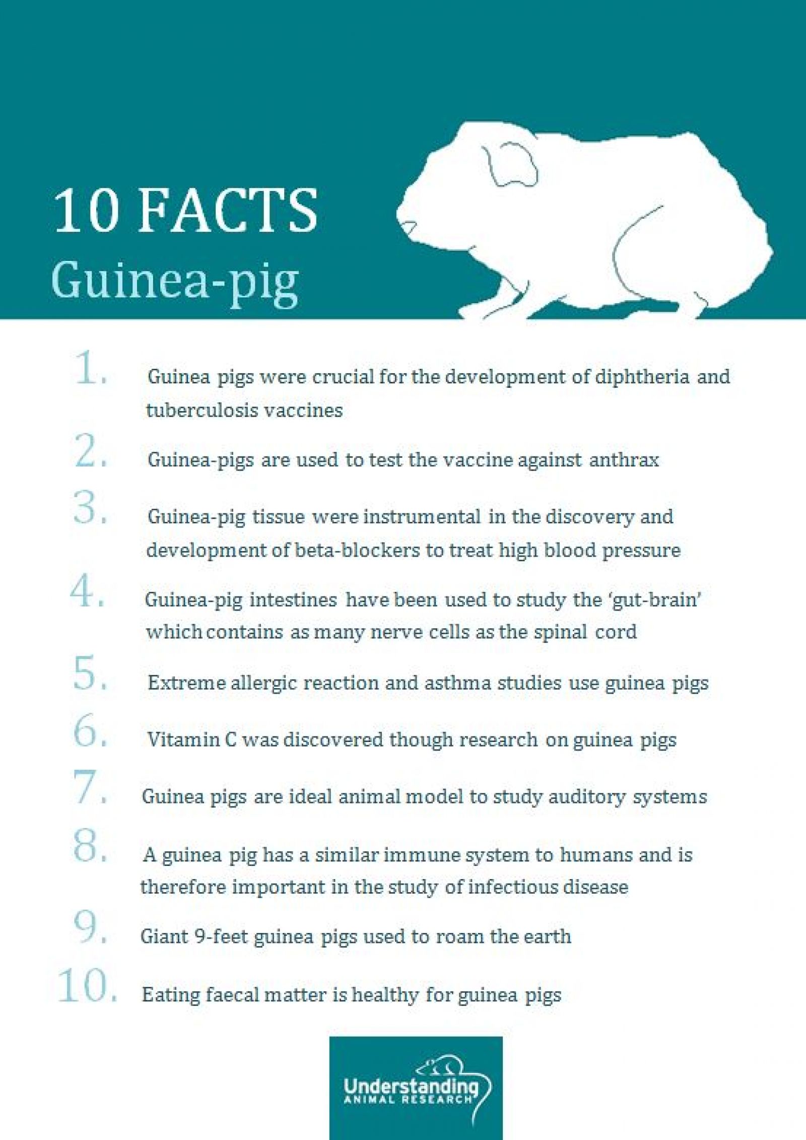 Guinea pigs ten facts