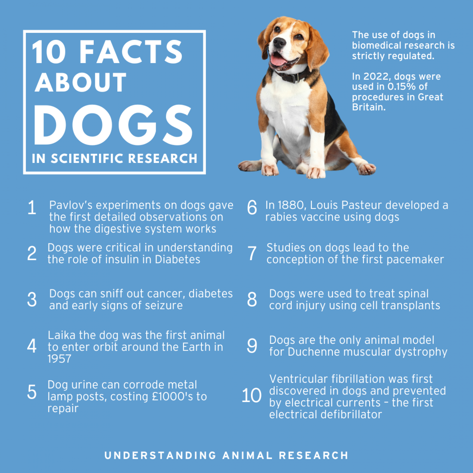 10 Facts Dogs