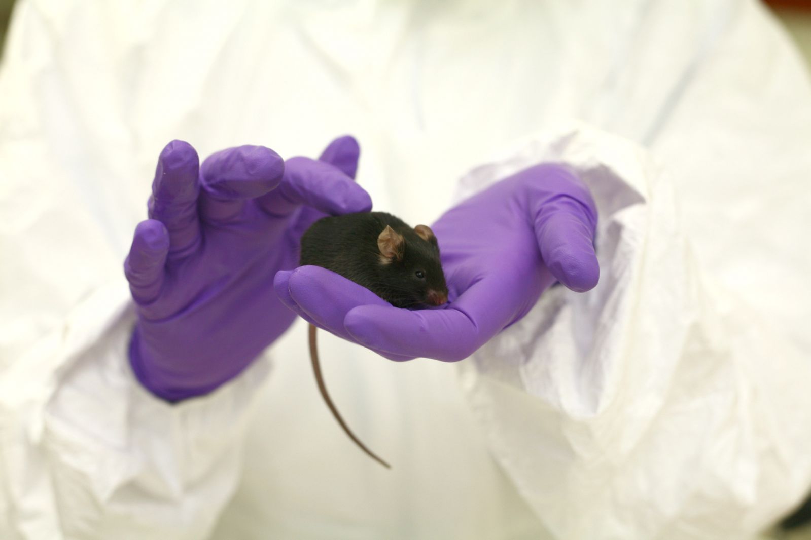 Black mouse in gloved hand