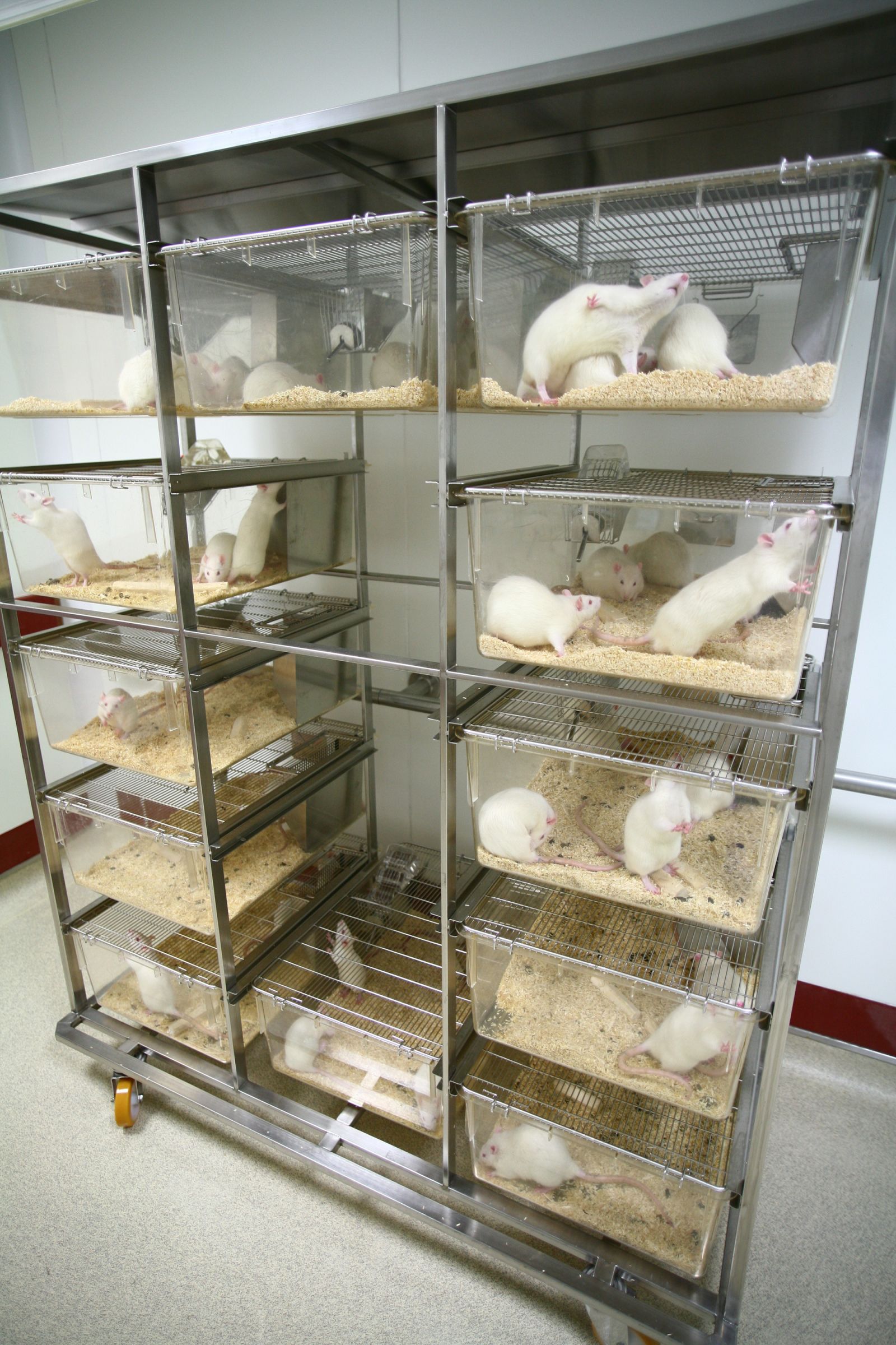 Rack of rat cages 2