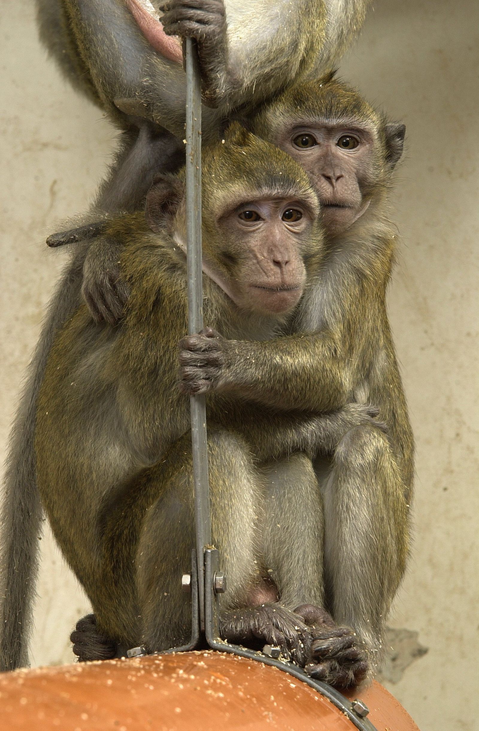 Macaque pair hug and hold
