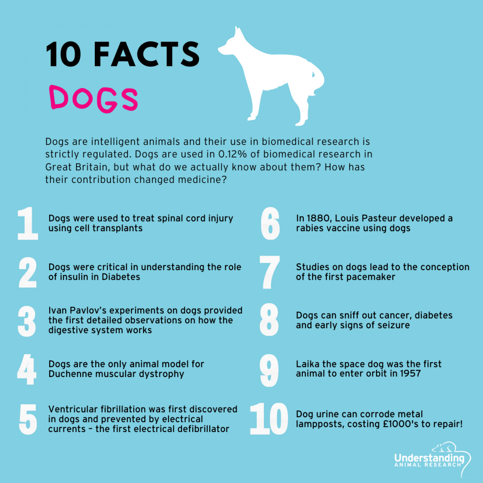 10 facts about dogs