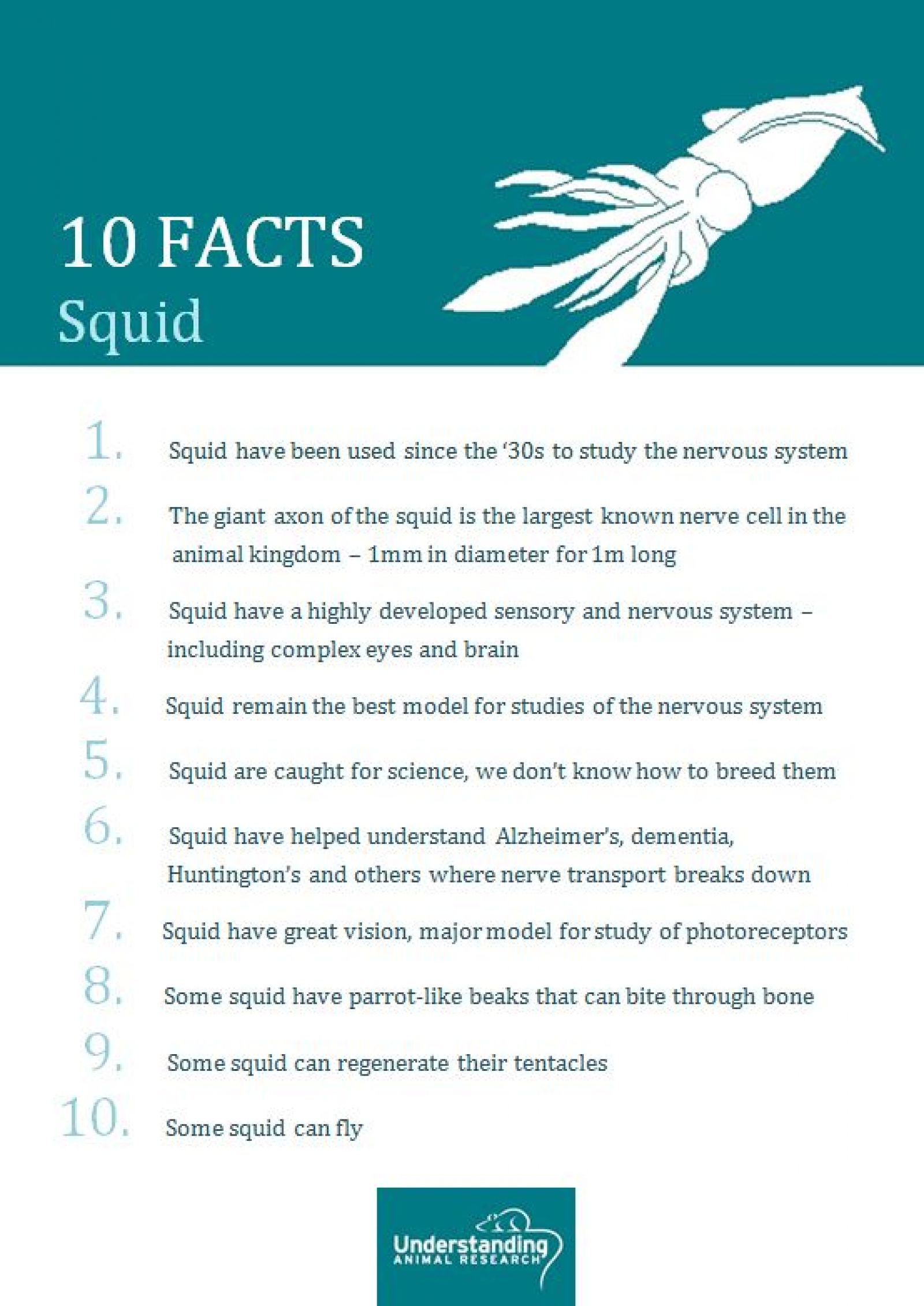 Squid ten facts