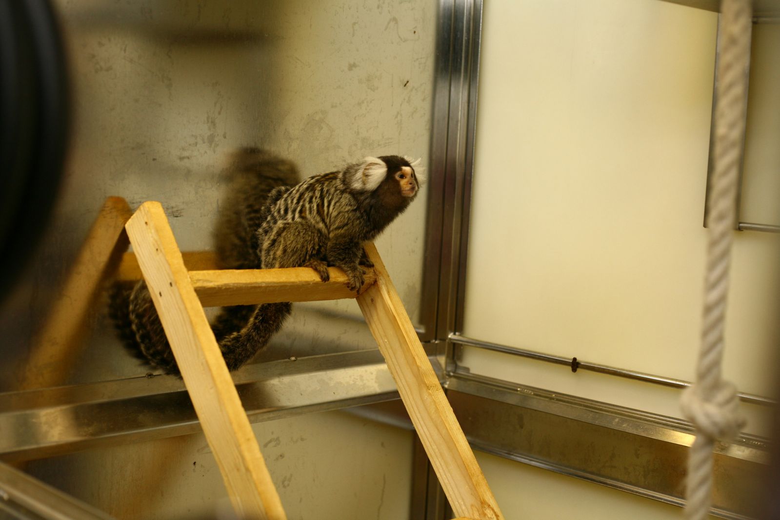 Marmoset on top of ladder