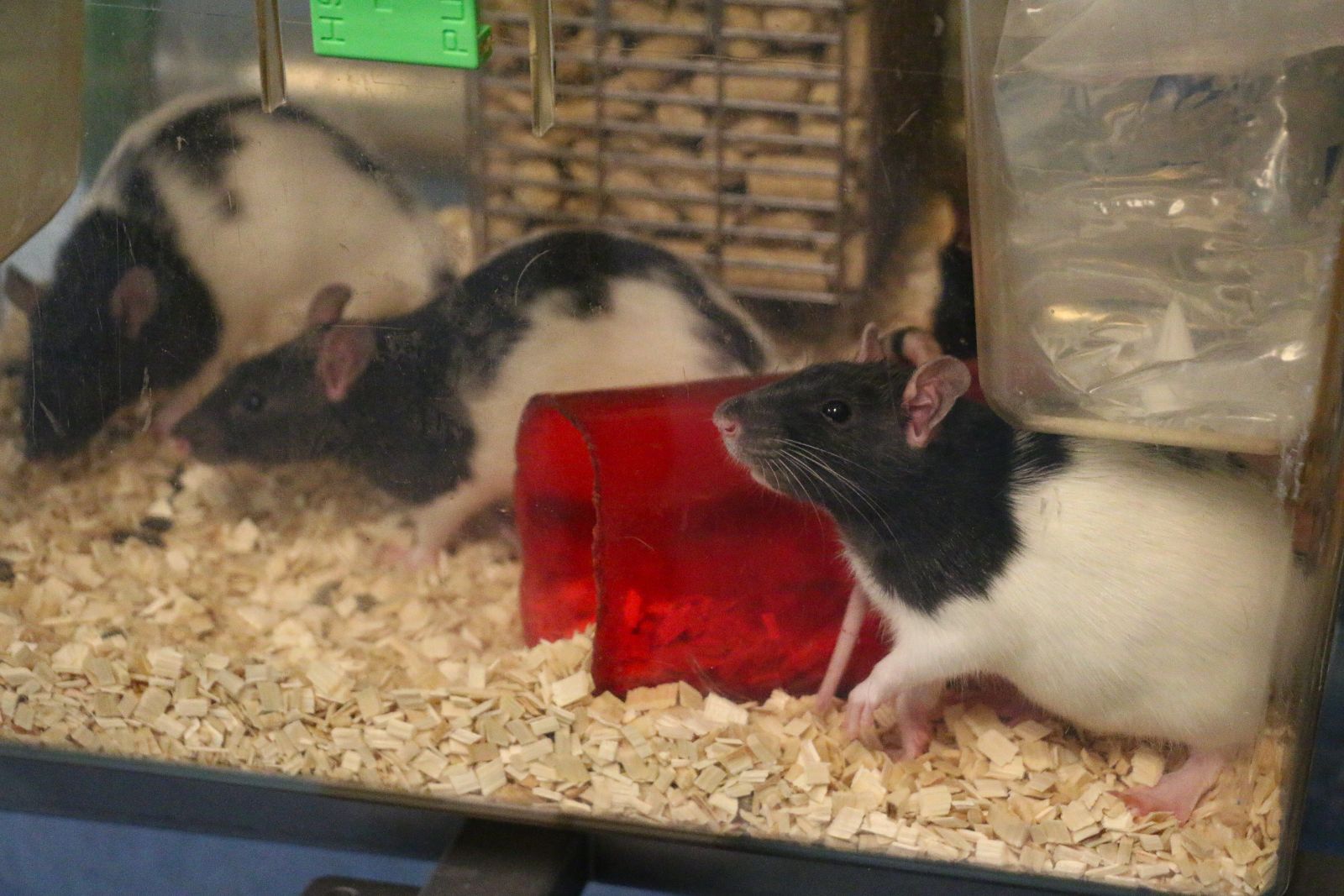 Black and white rats inside laboratory cage