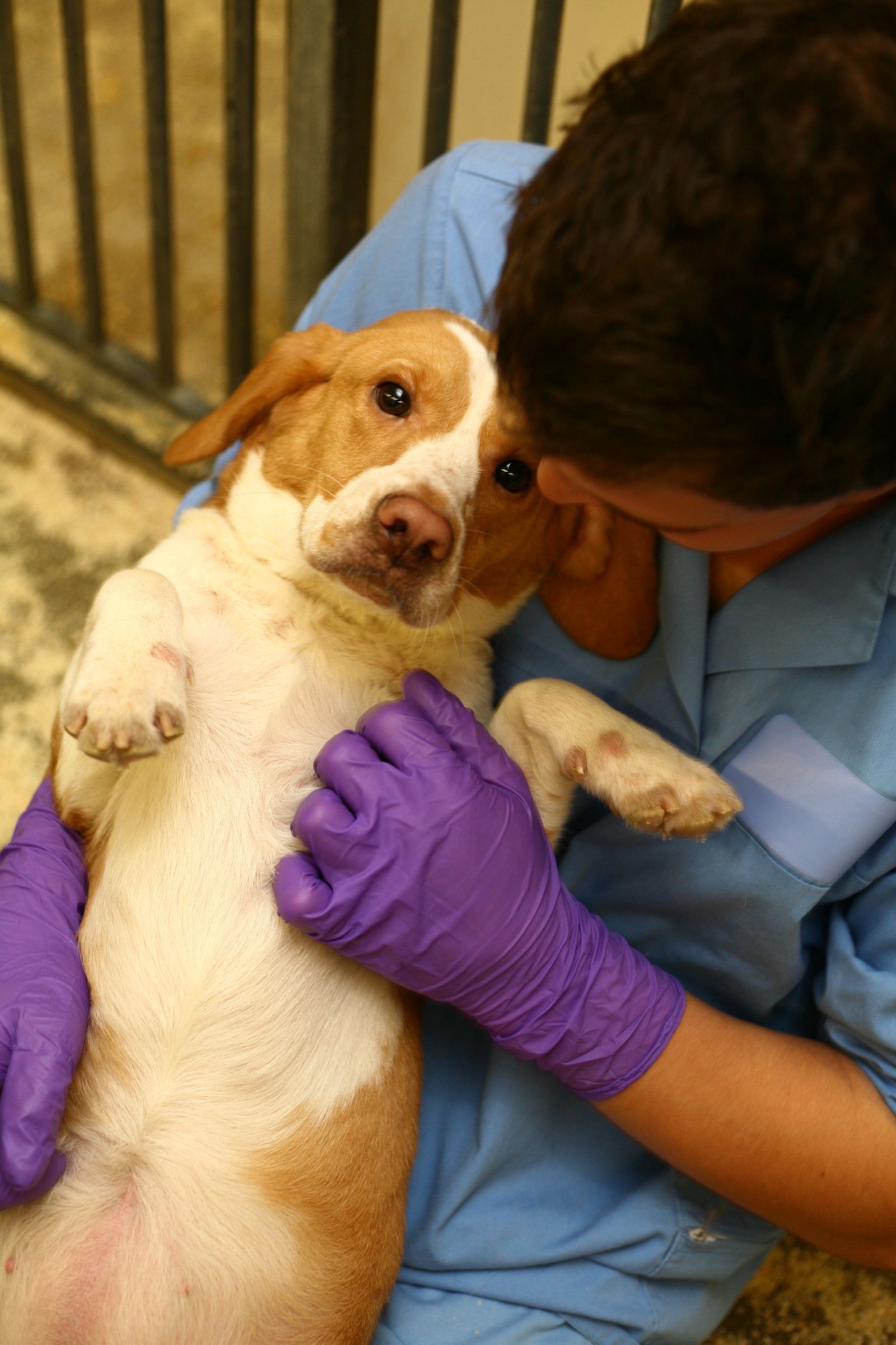 Technician scratches beagle