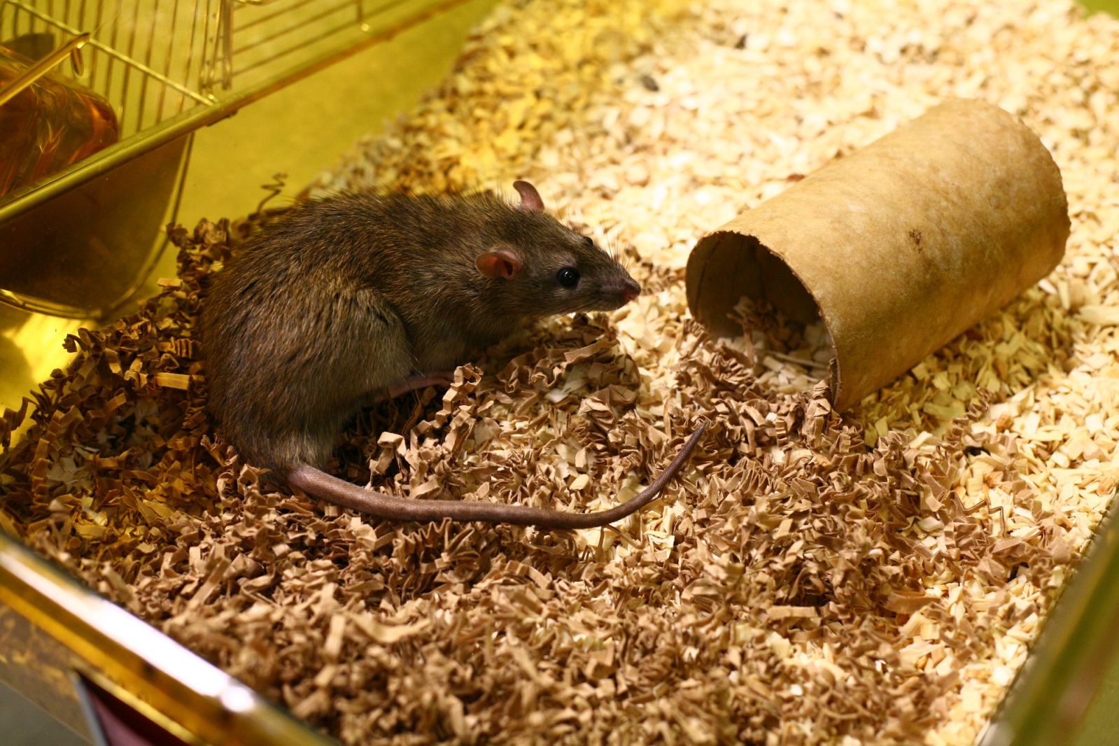 Cinnamon rat in cage