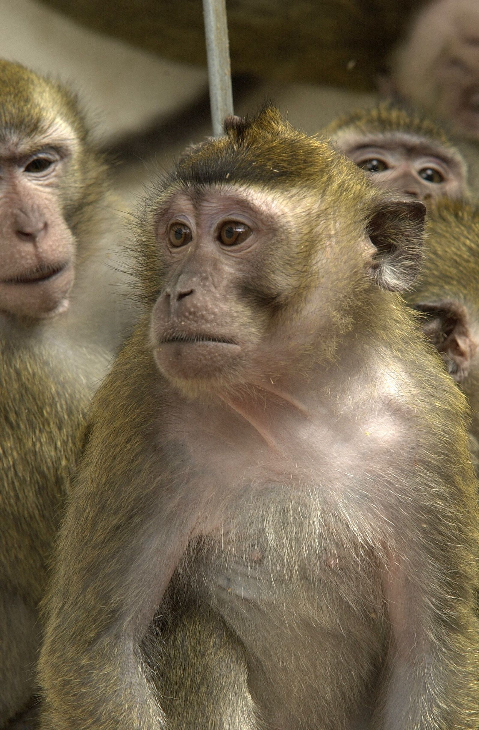 Macaque trio close-up