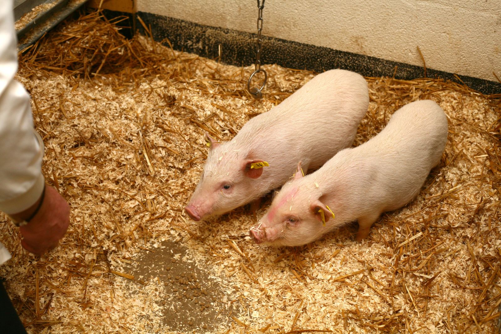 Mini-pig pair wide shot