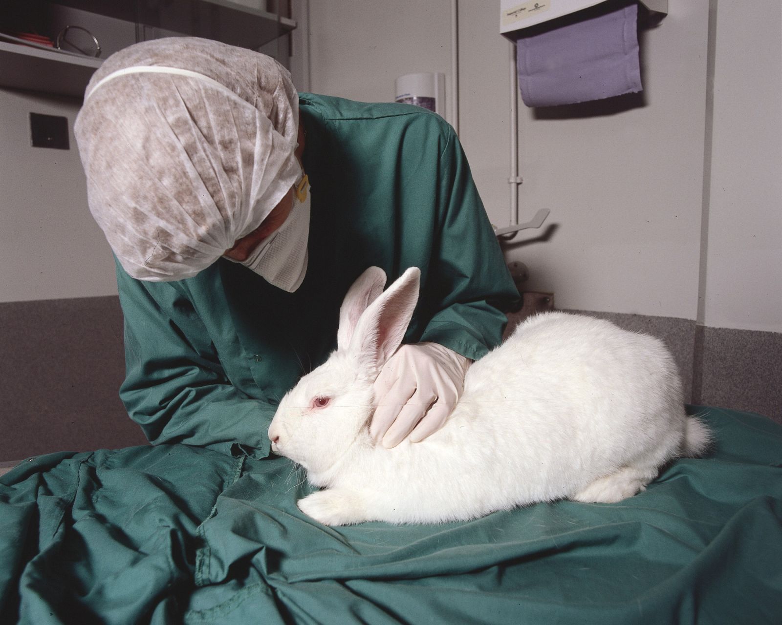 Rabbit health check