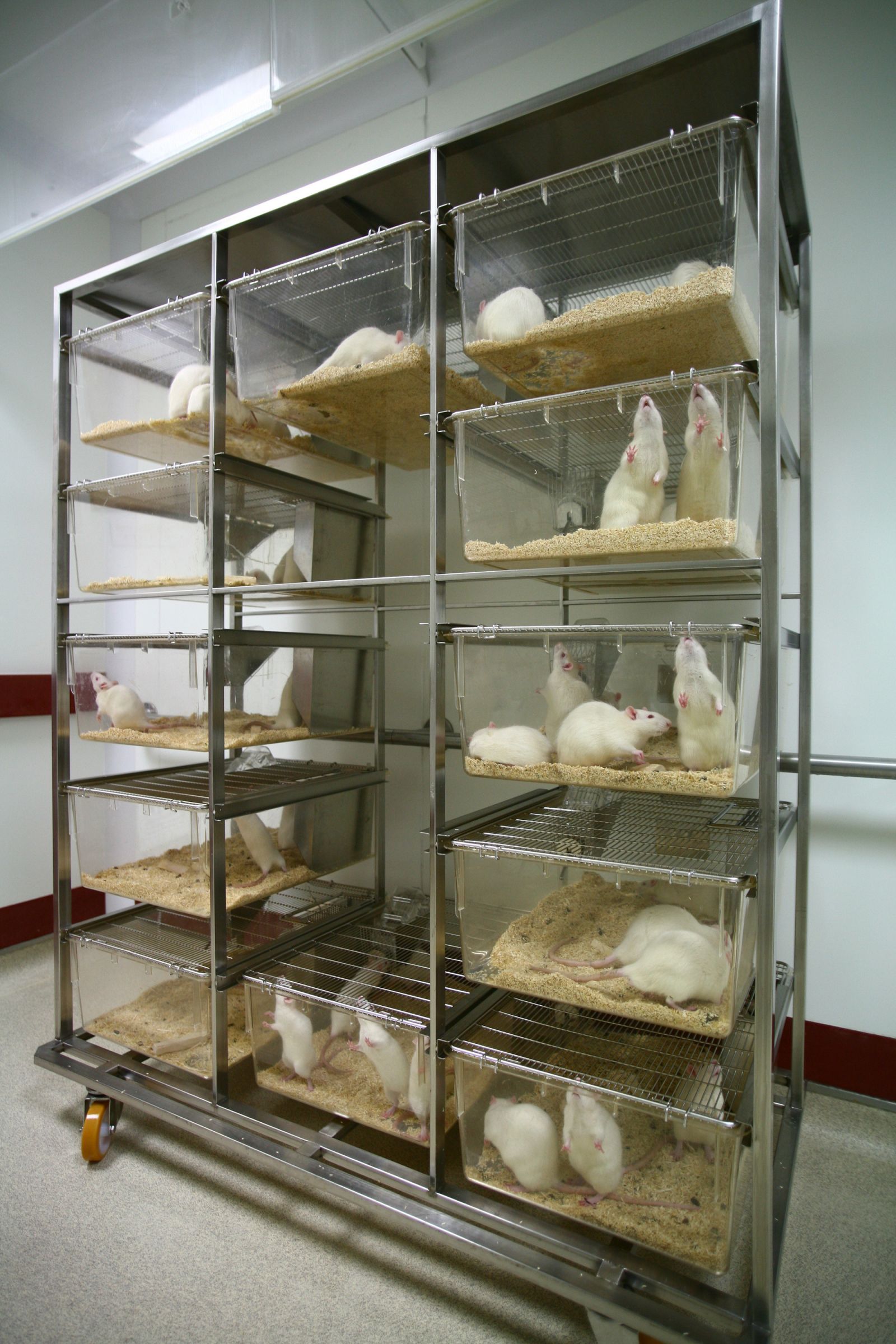 Rack of rat cages