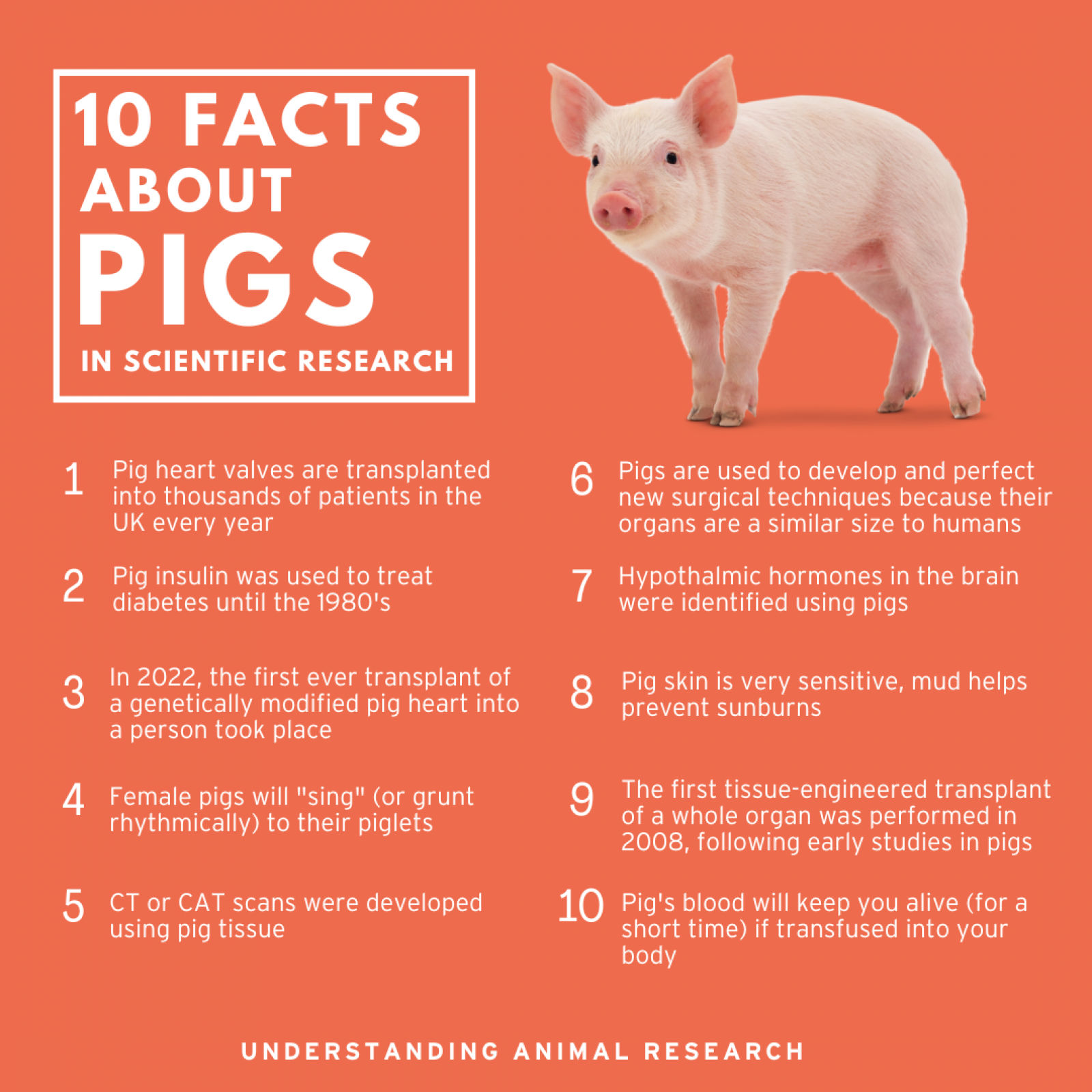 10 Facts Pigs