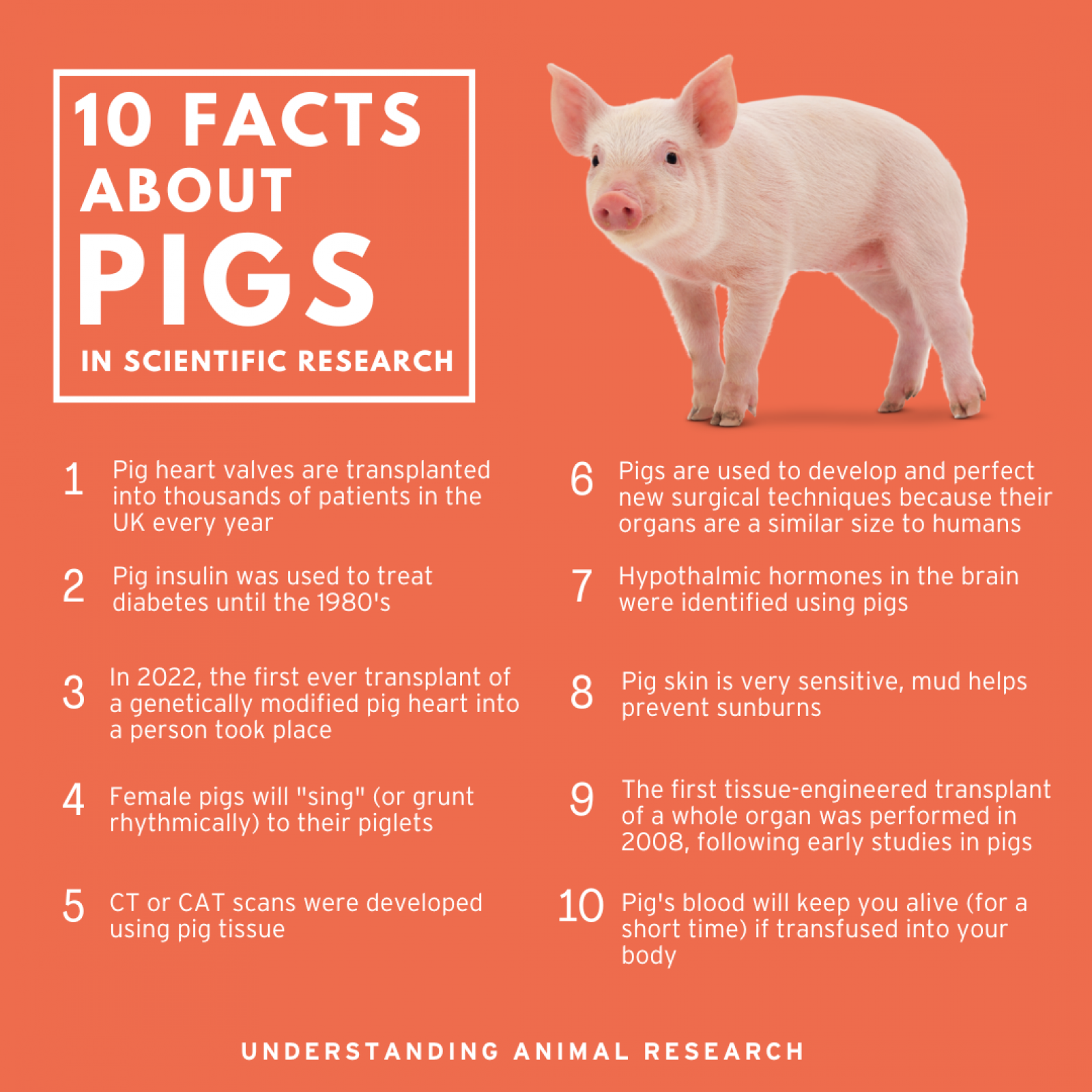 Facts About Pigs Tails At Eva Sherwin Blog