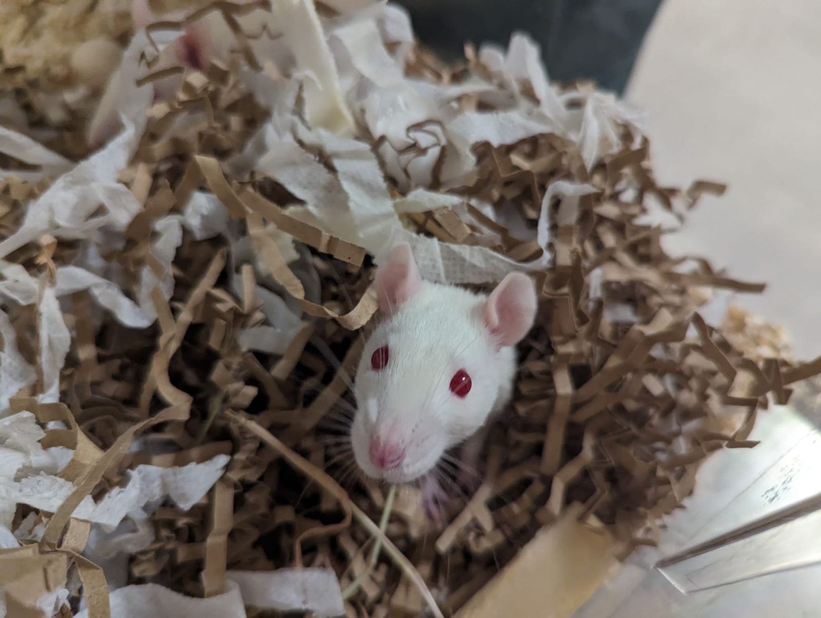 Rat in white bedding