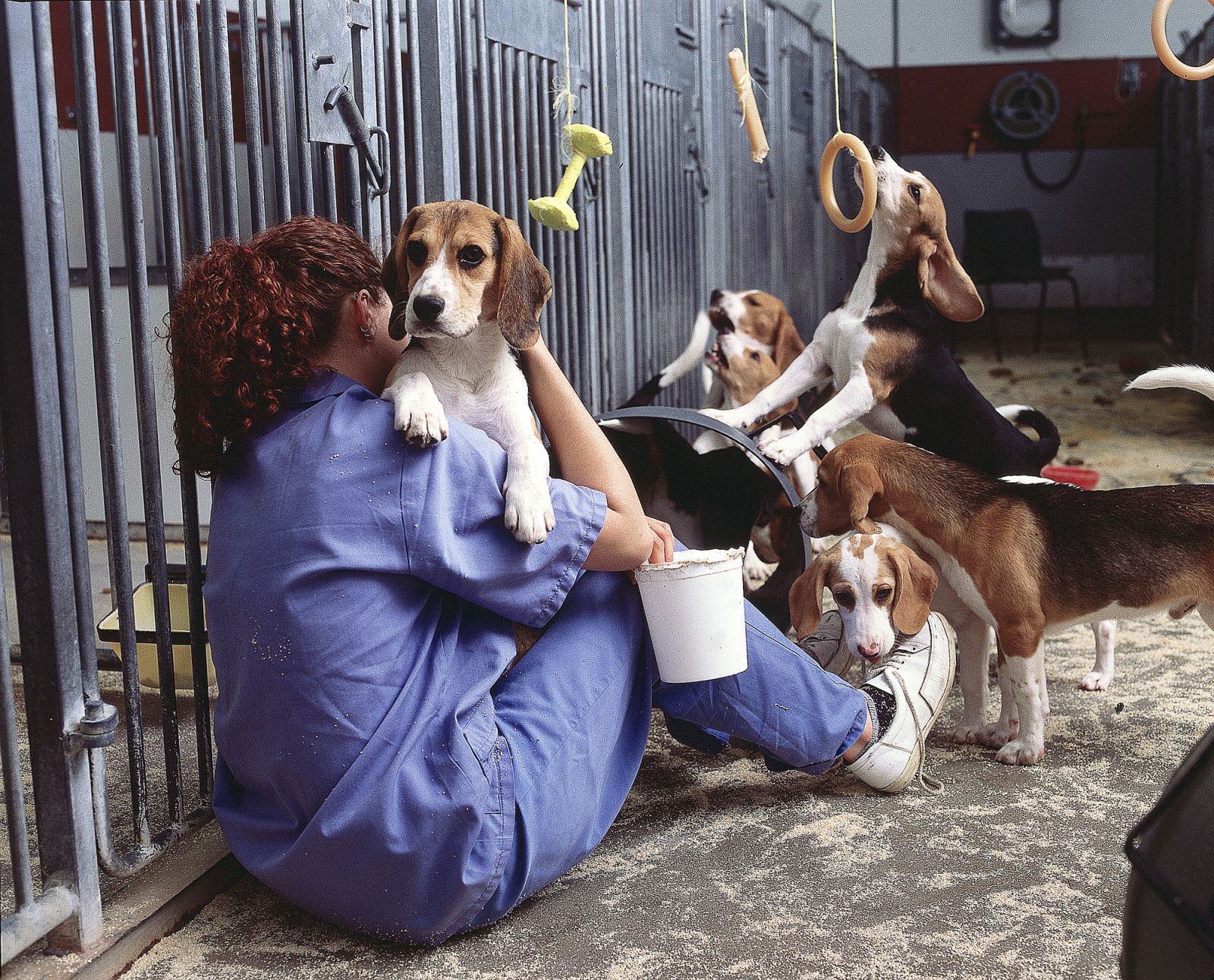 Laboratory beagles play with technician