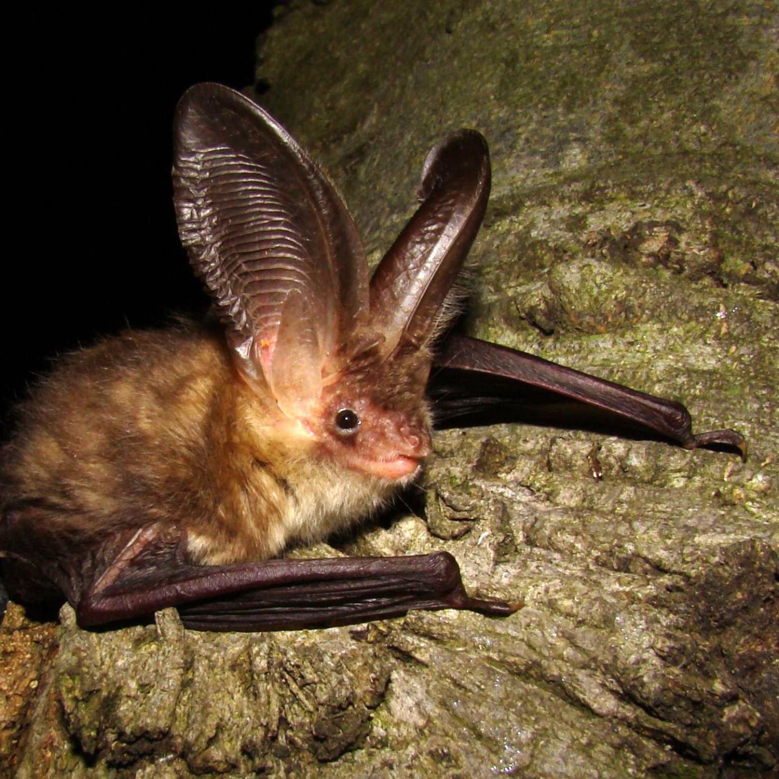 Horse shoe bat Plecous auritus