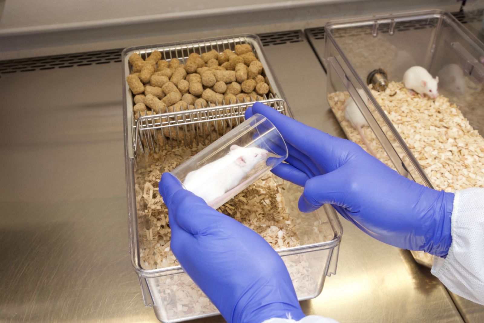 Lab mouse tunnel handling