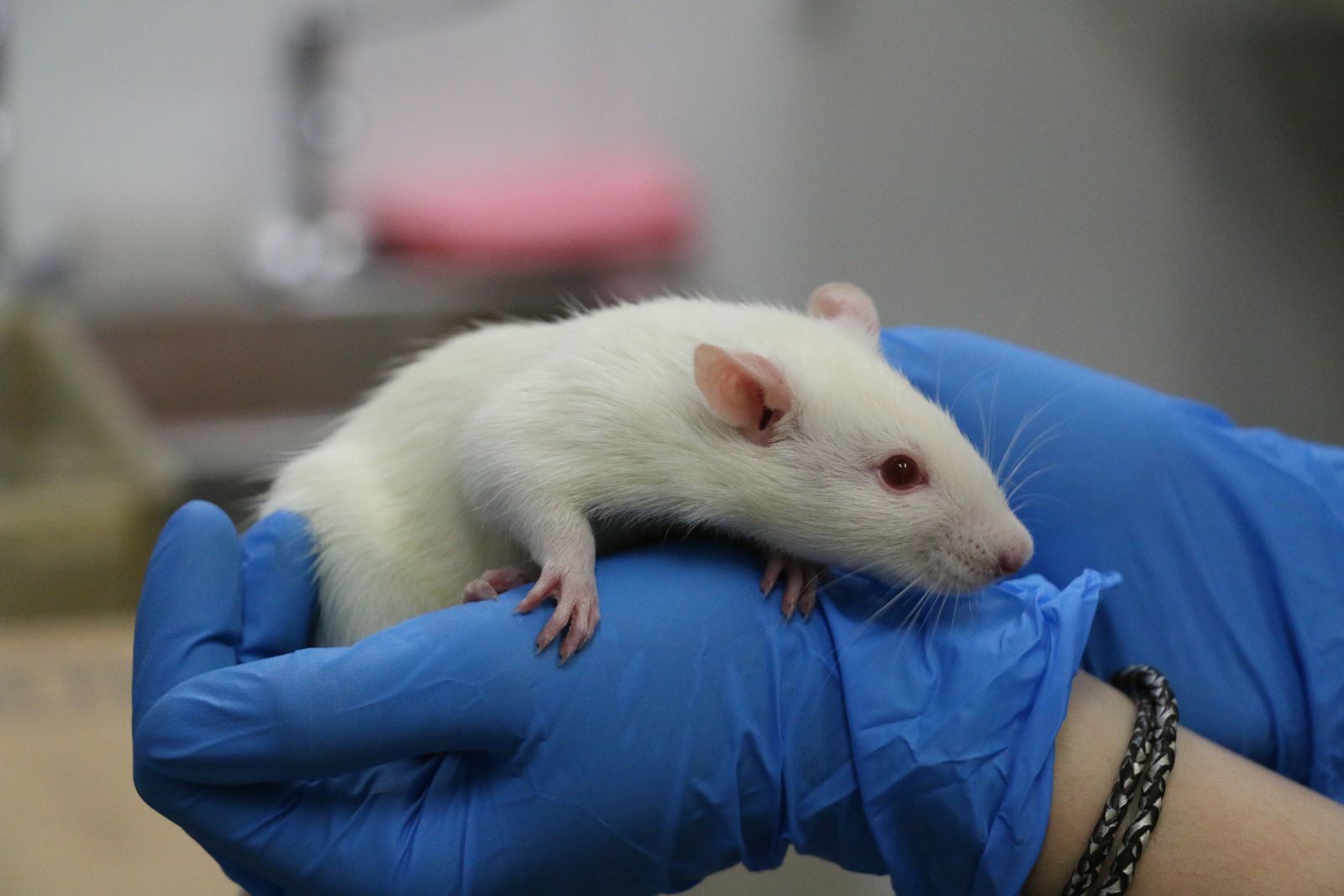 A white laboratory rat held in cupped hands wearing blue latex gloves