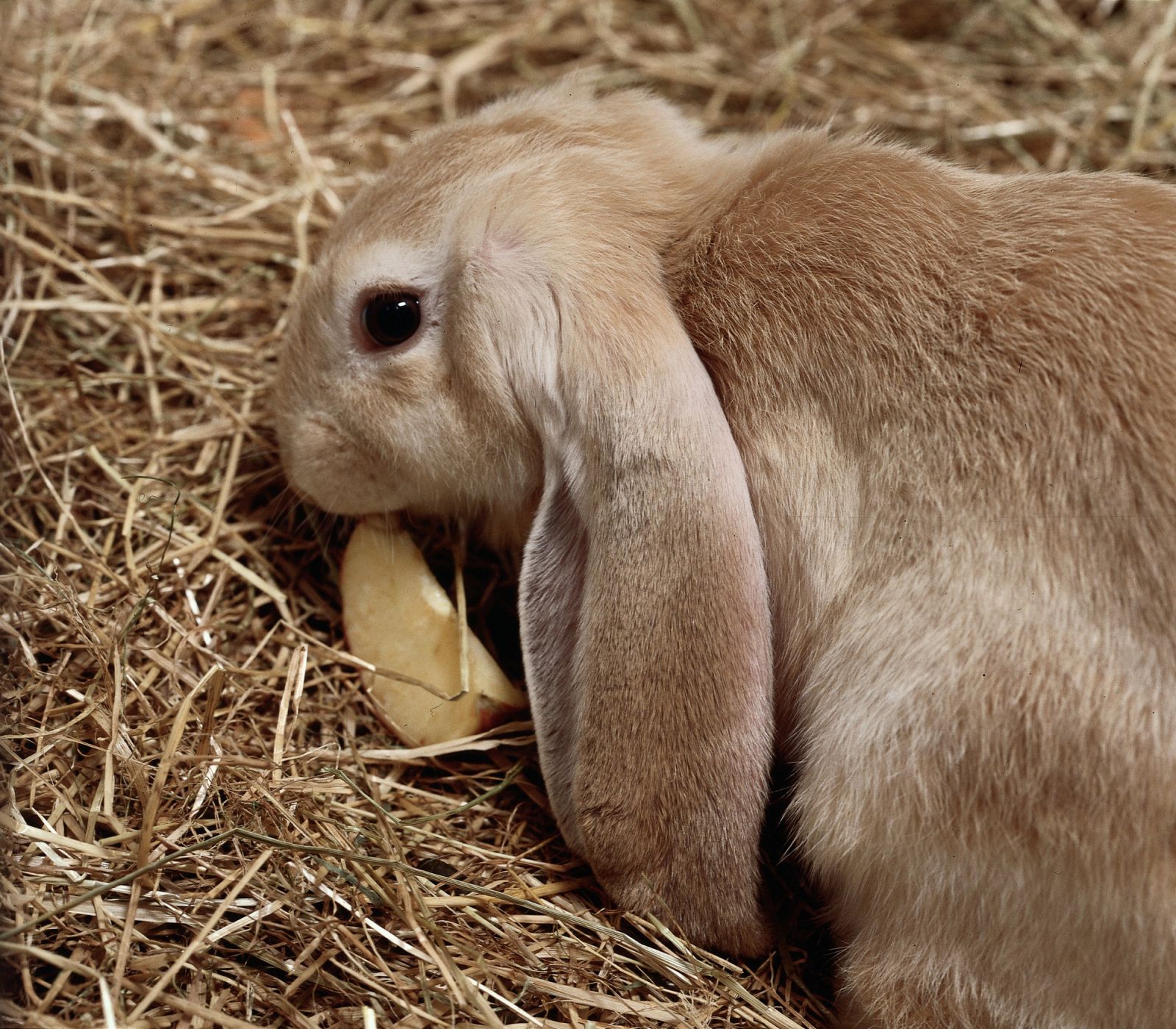 Close up lop-eared rabbit