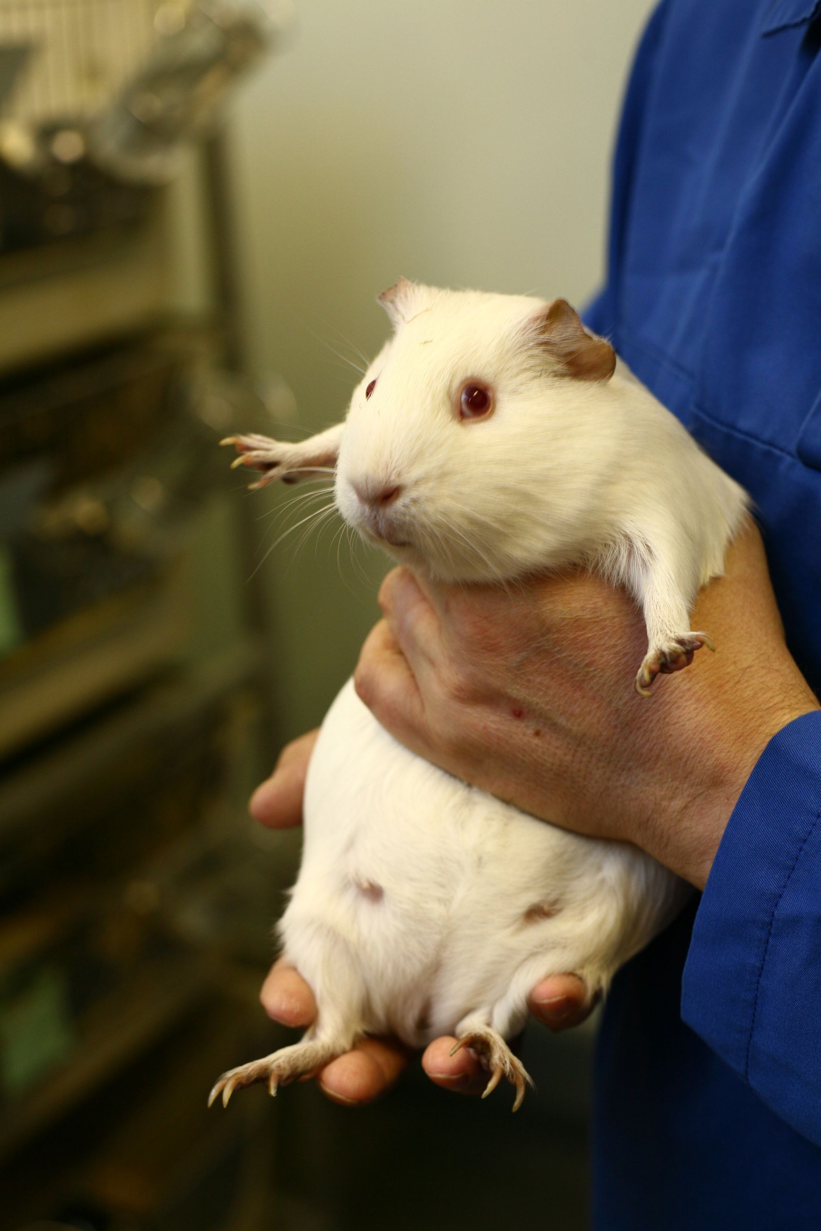 Technician holding large guinea pig