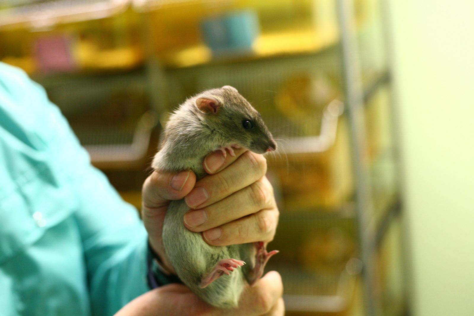 Technician holds cinnamon rat