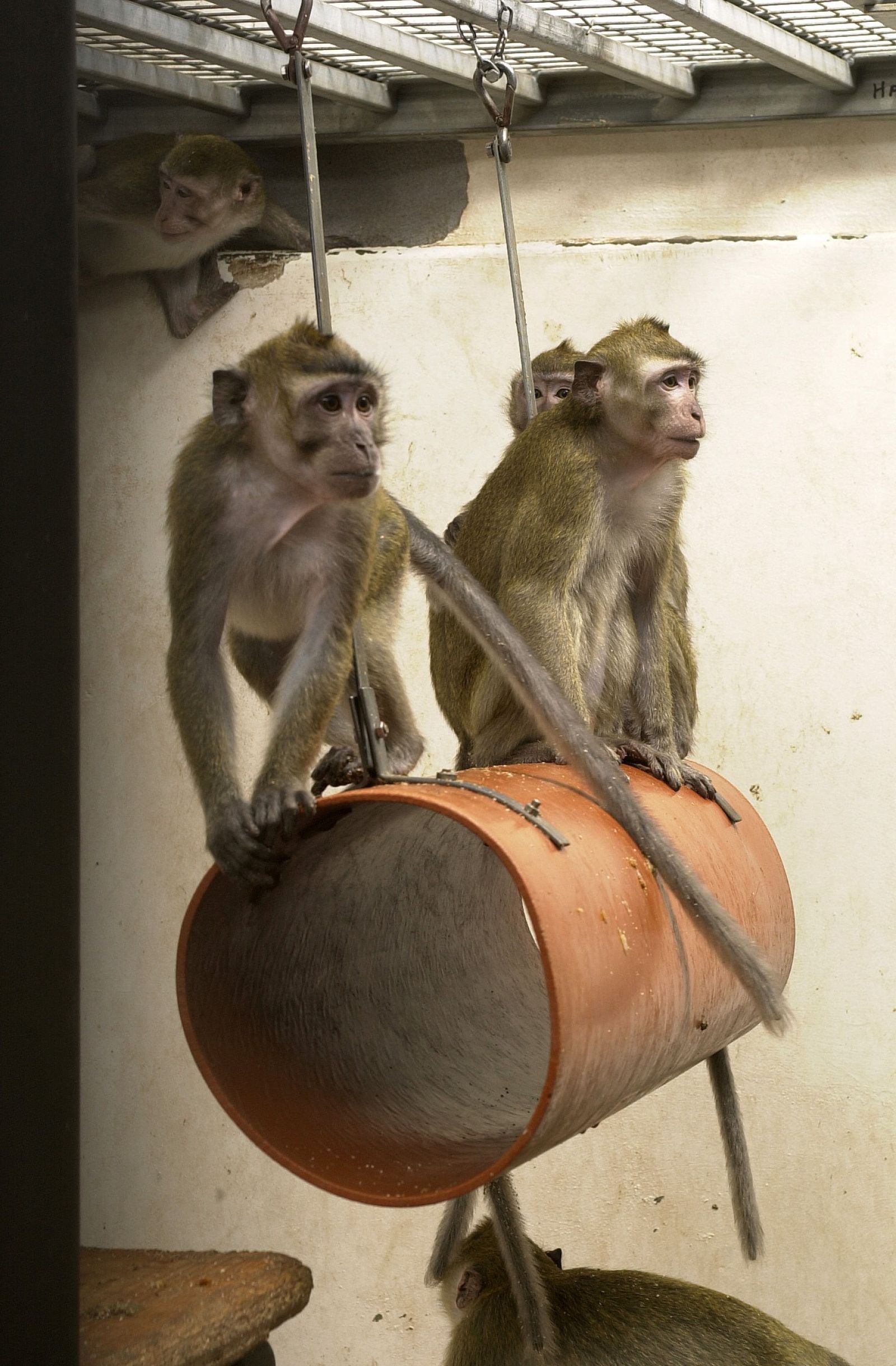 Trio macaques on pipe