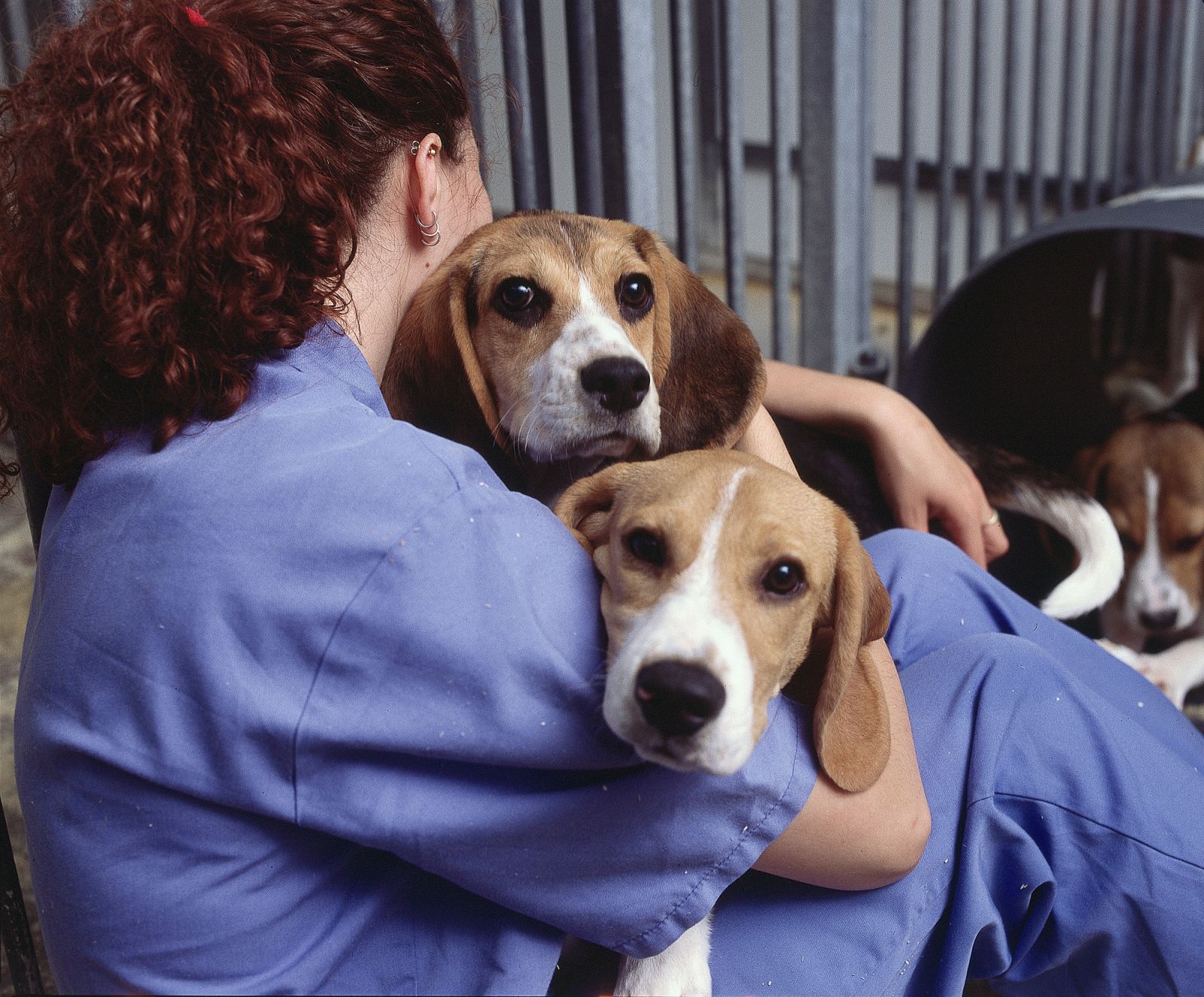 Technician hugging two beagles, close up