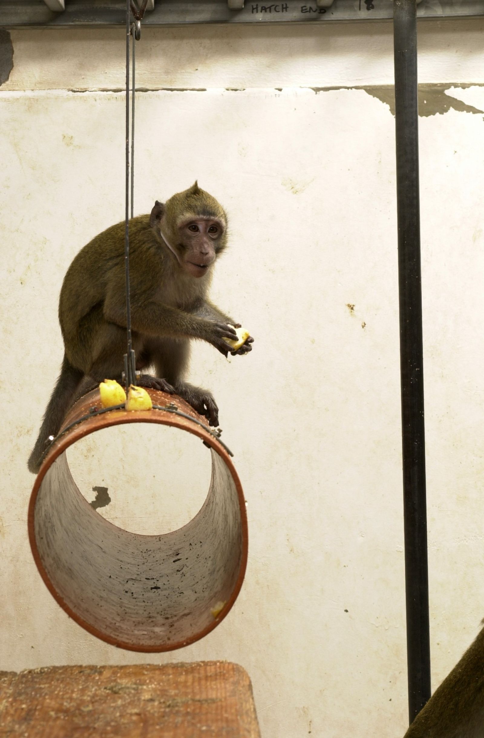 Macaque eats fruit