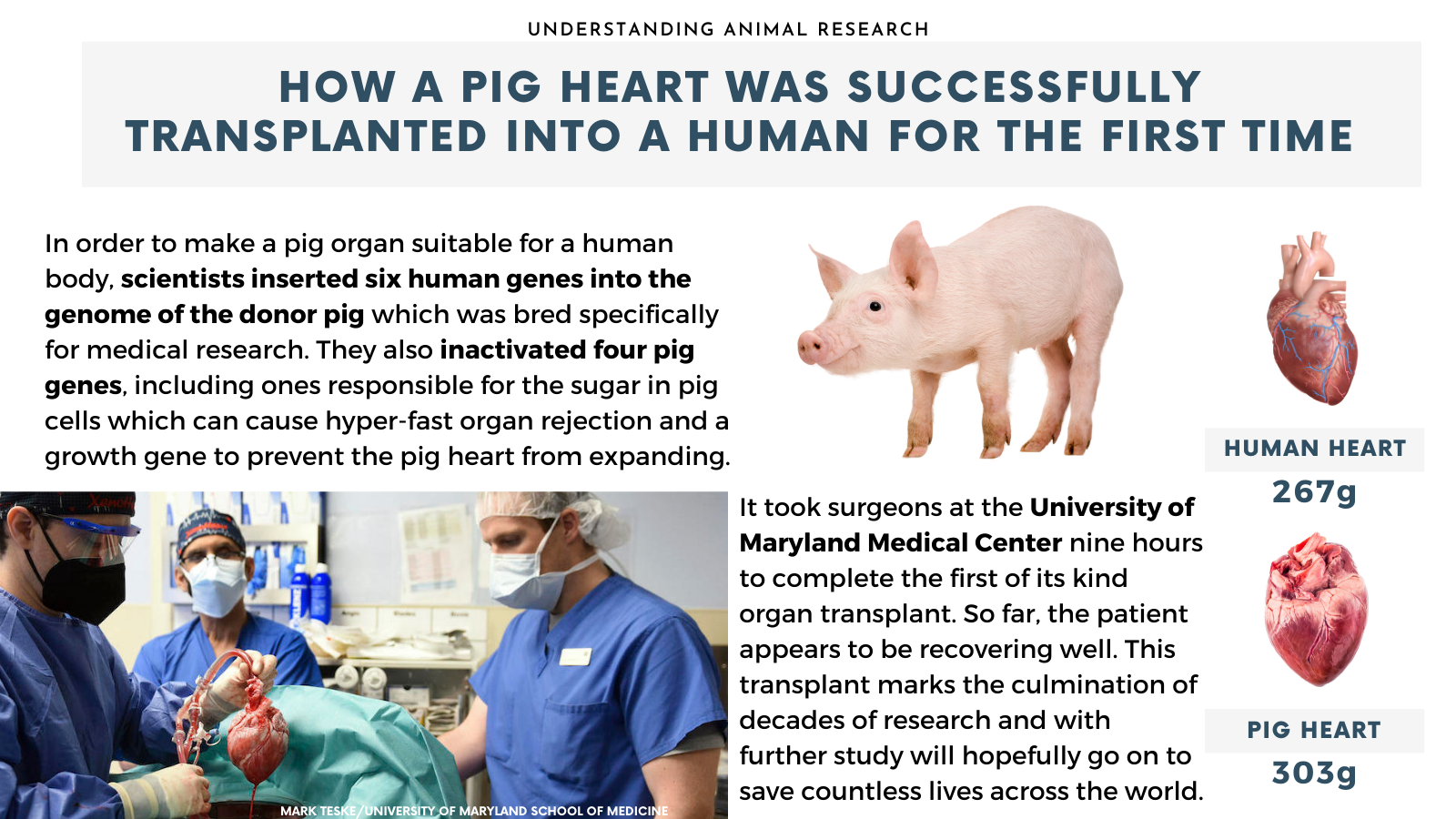 How a pig heart was transplanted into a human