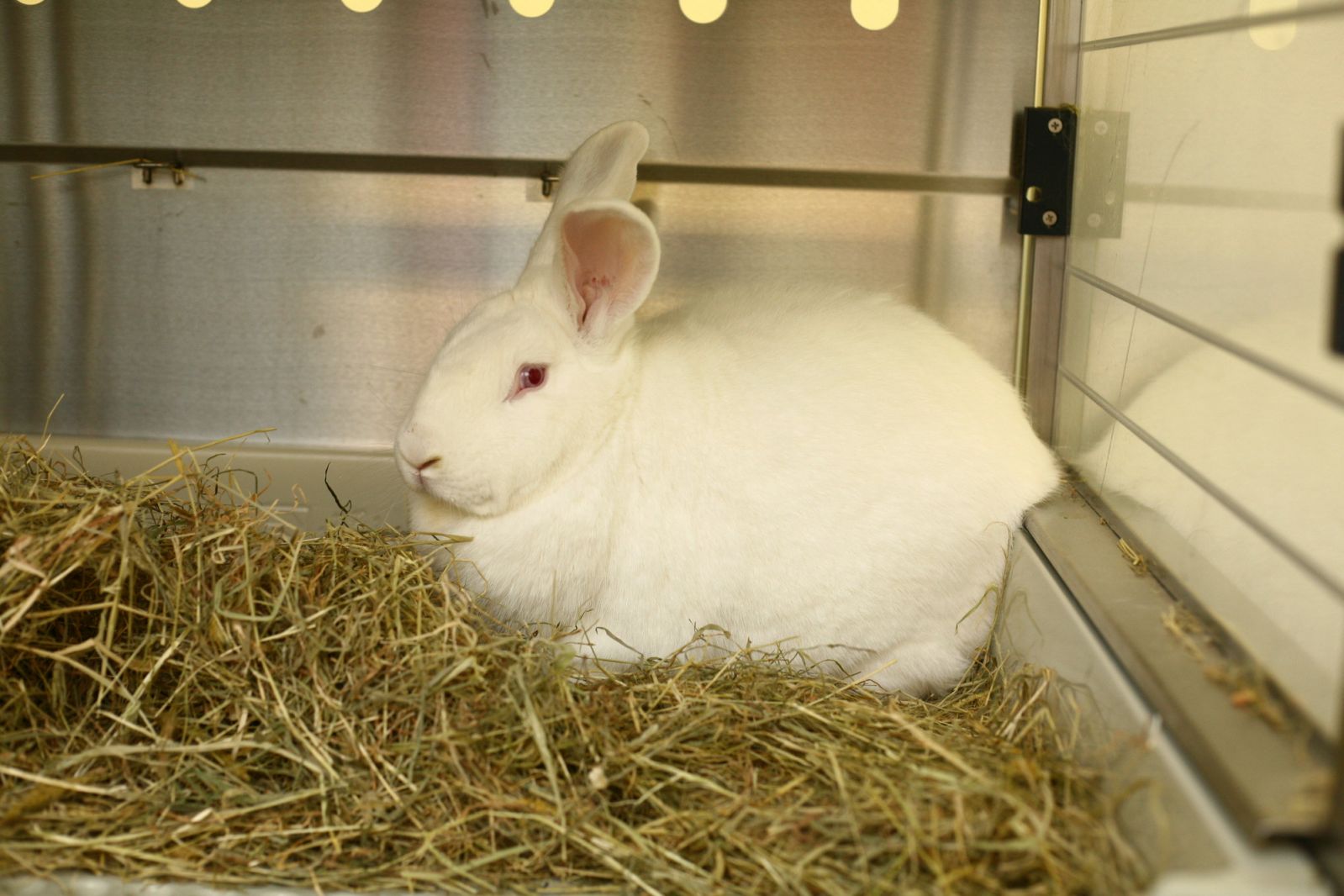 White rabbit in cage