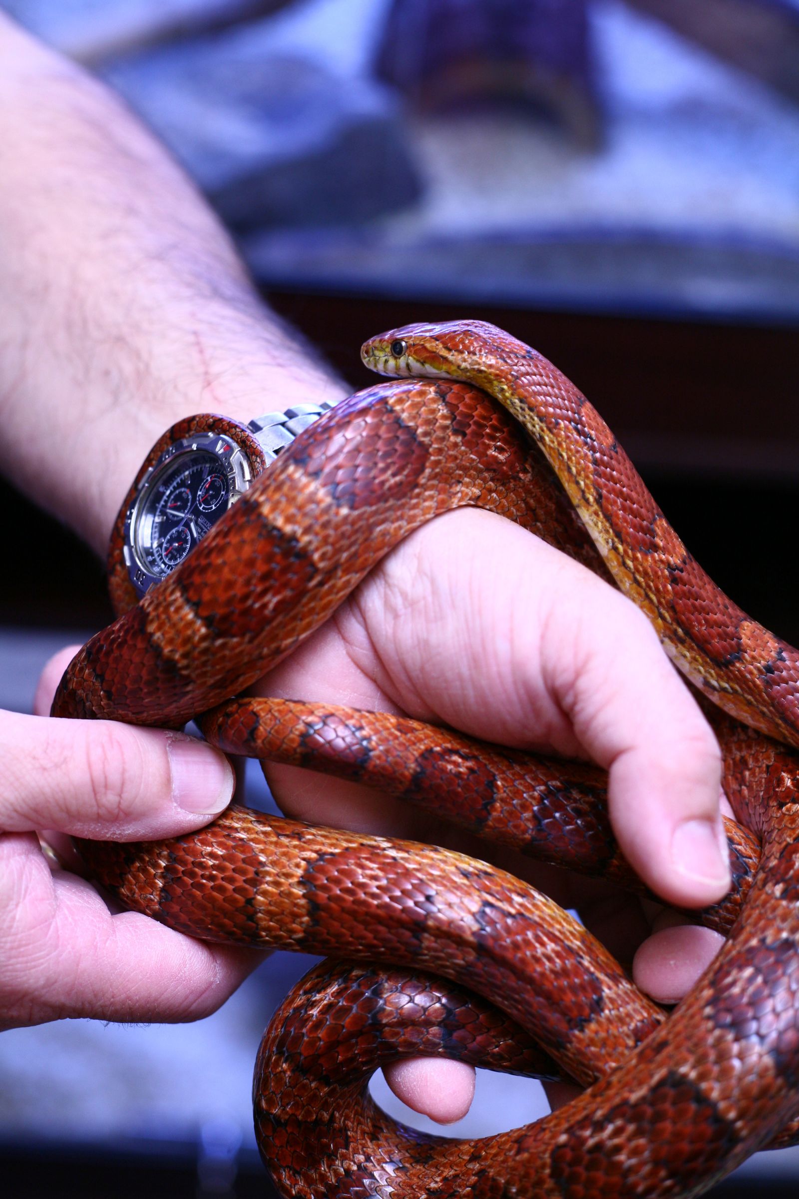 Snake coiled around wrist