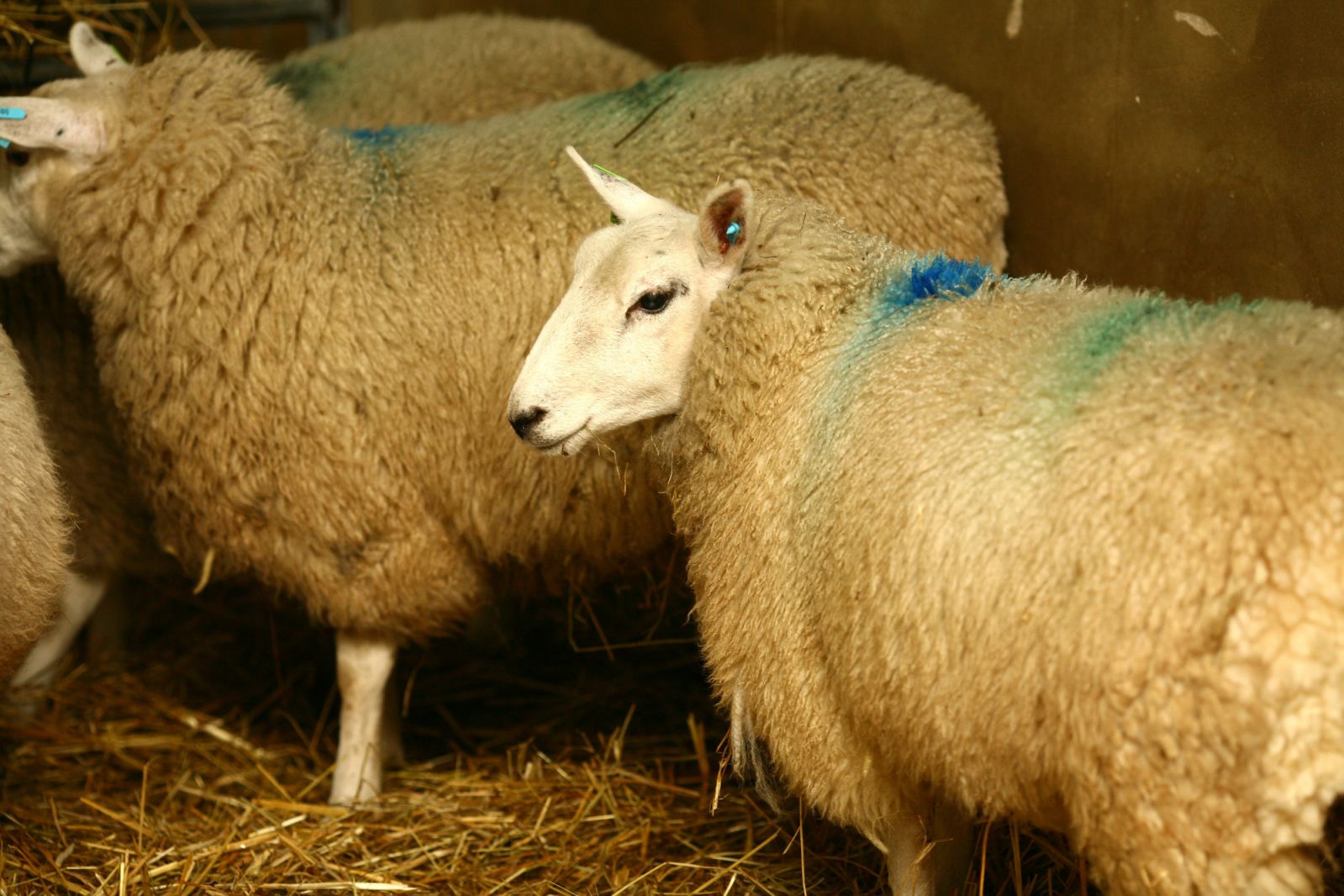 Two sheep in barn