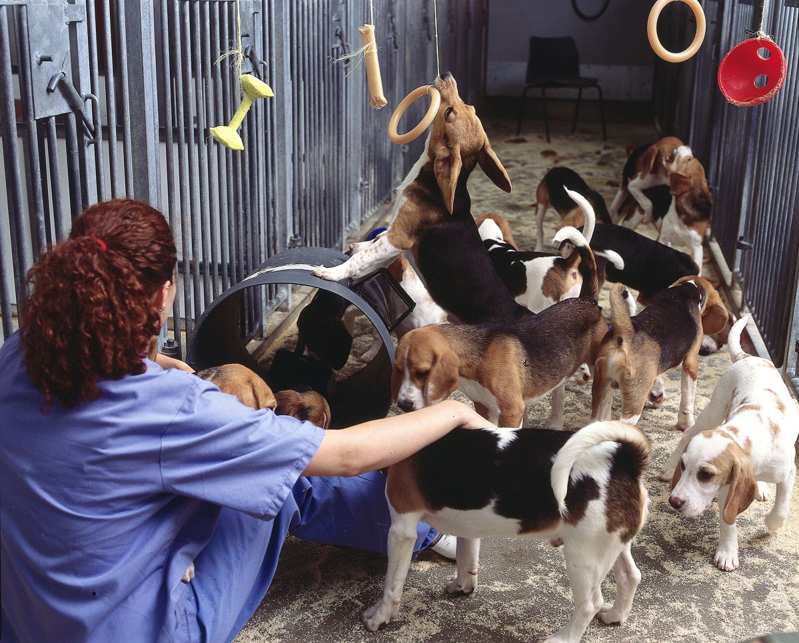 Laboratory beagles at play