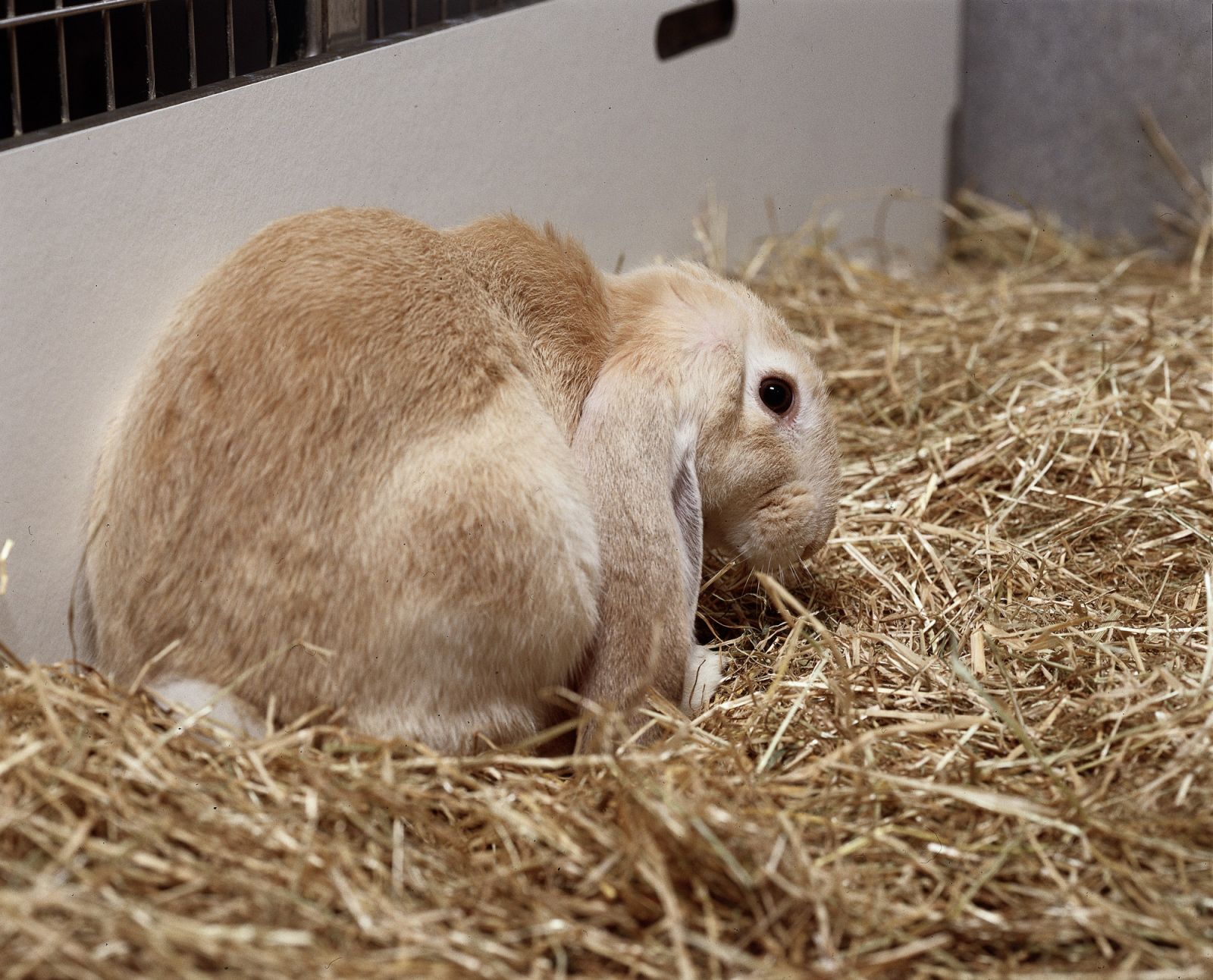 Lop eared rabbit side view
