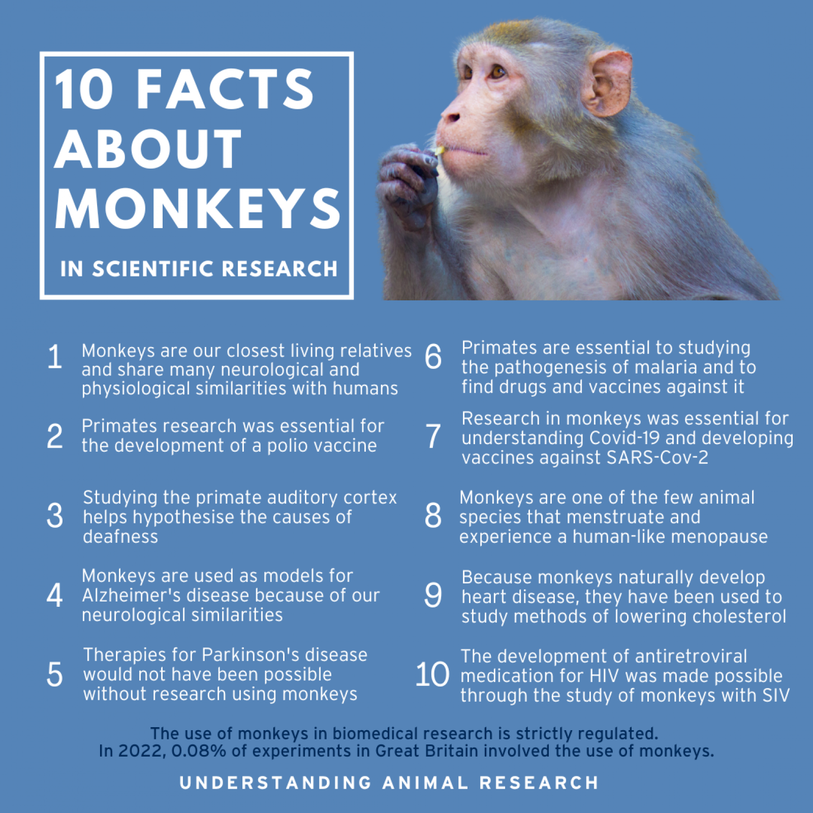 10 Facts Monkeys