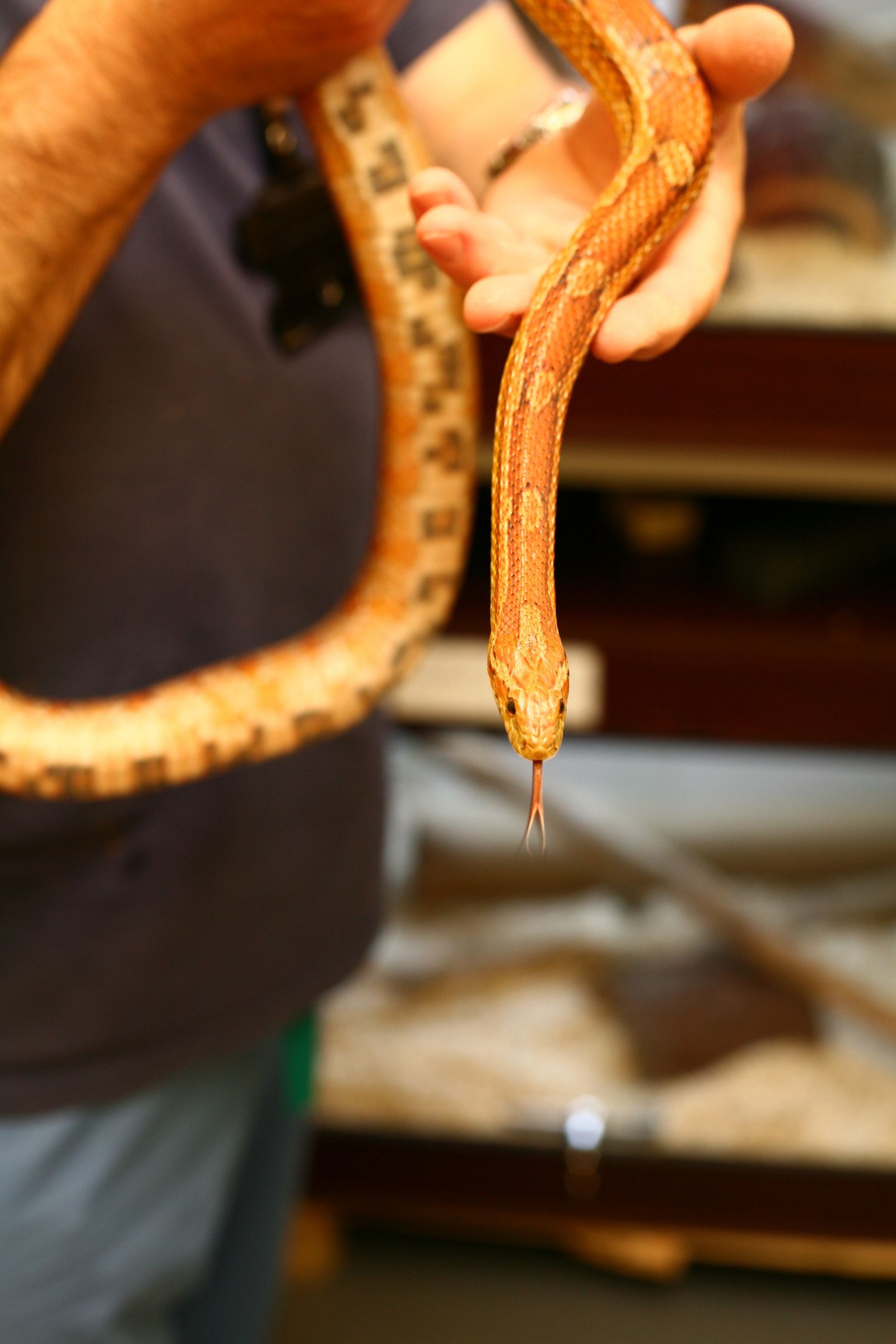 Brown snake in hand