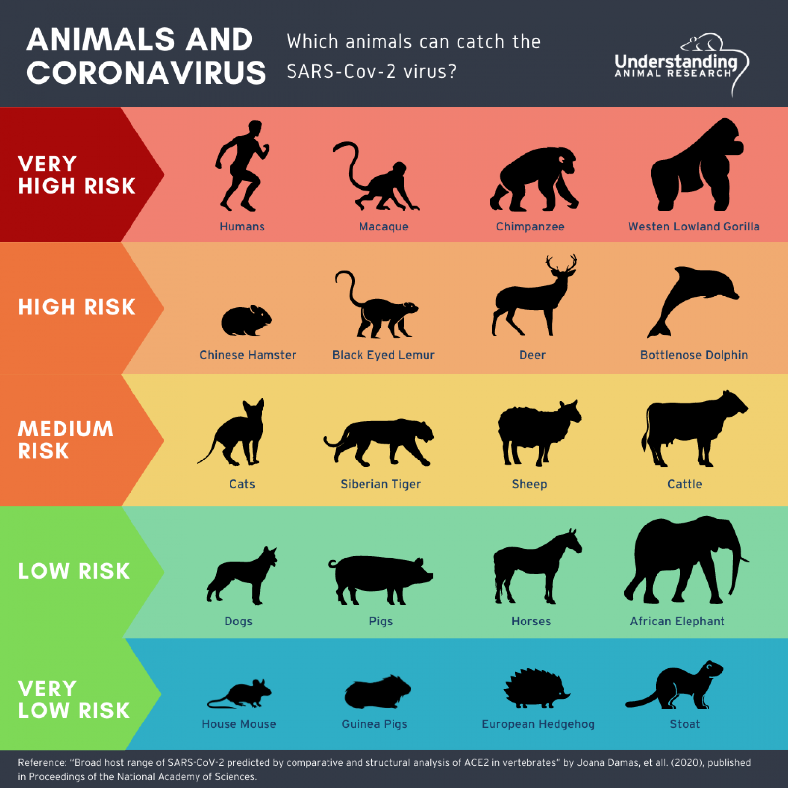 Animals and their risk from coronovirus