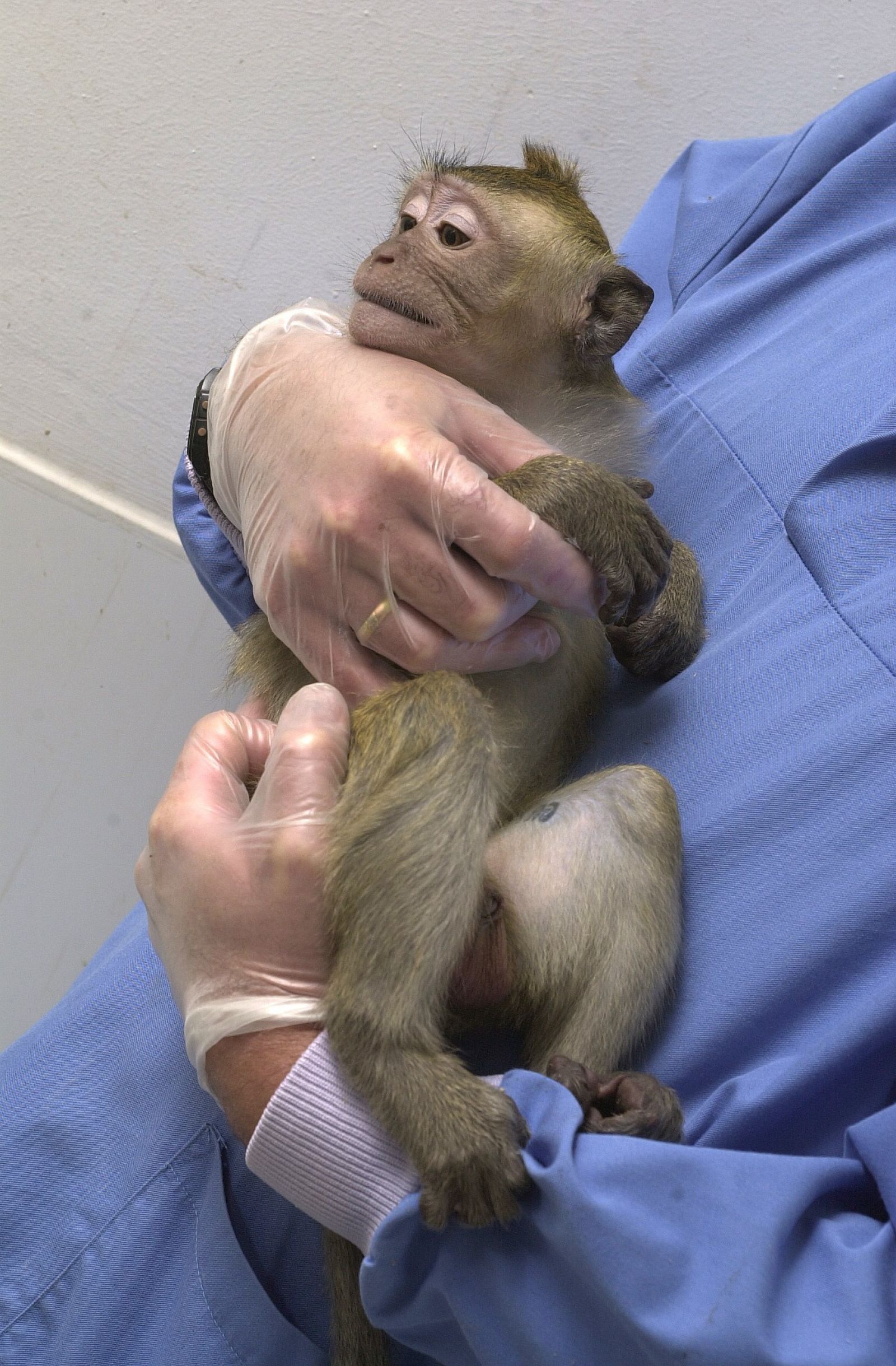 Technician holds baby macaque