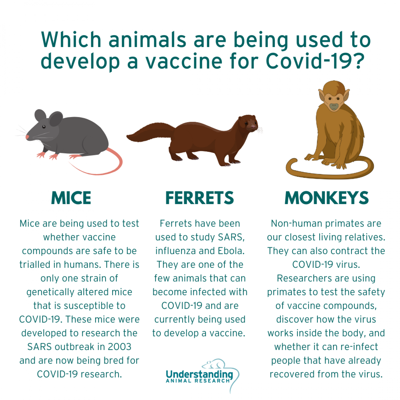Which animals are used in Covid vaccine research