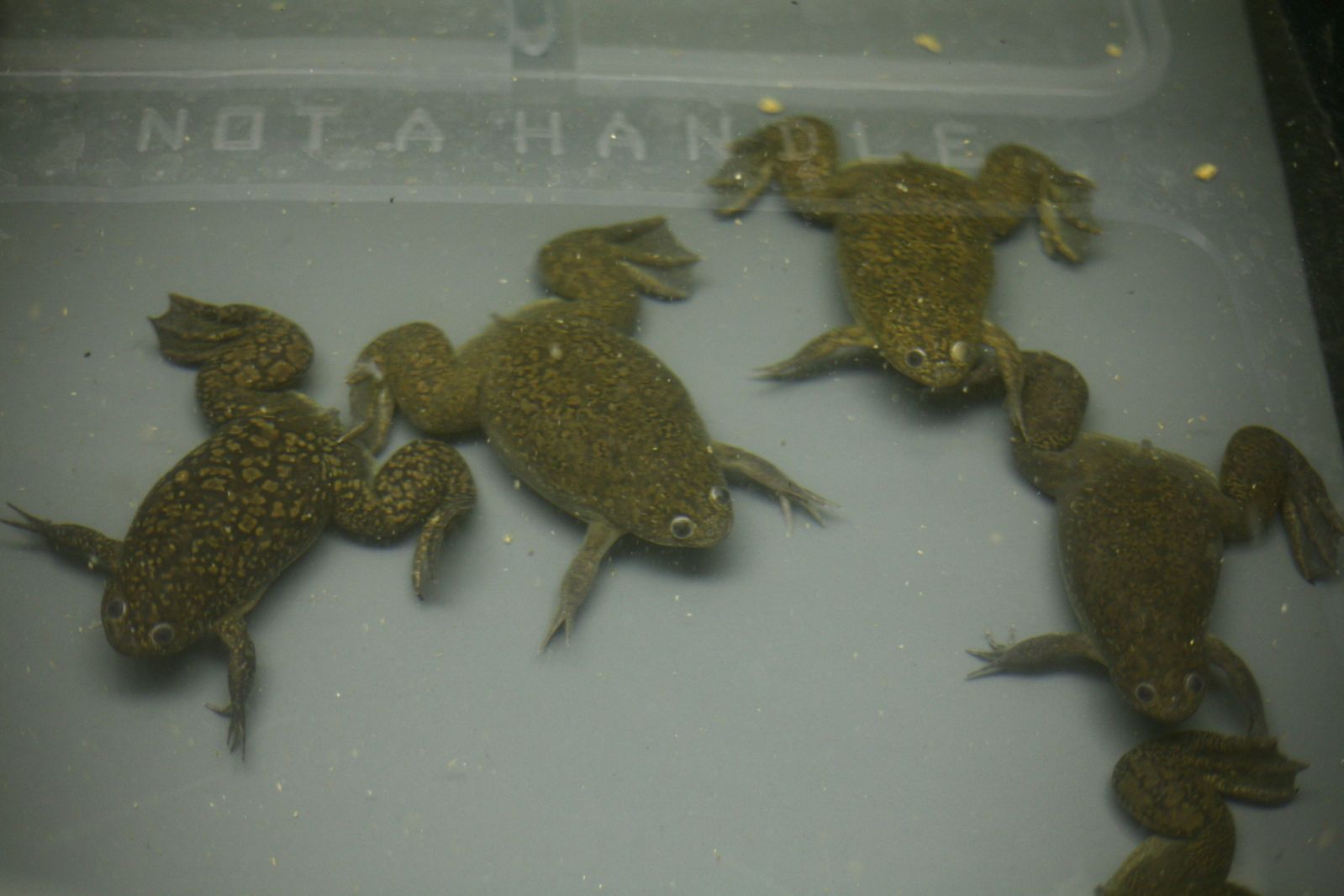 Xenopus frogs