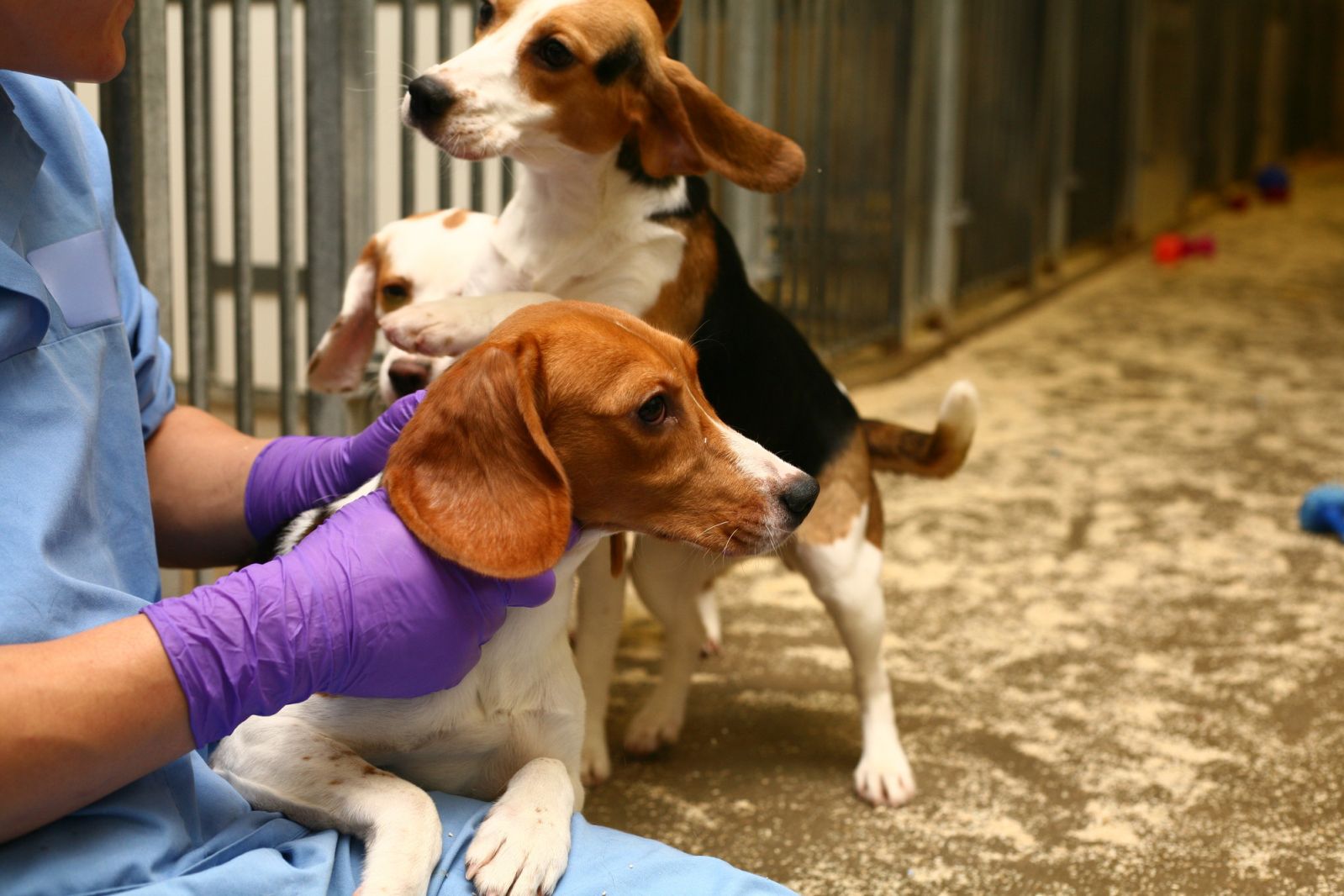 Three beagles