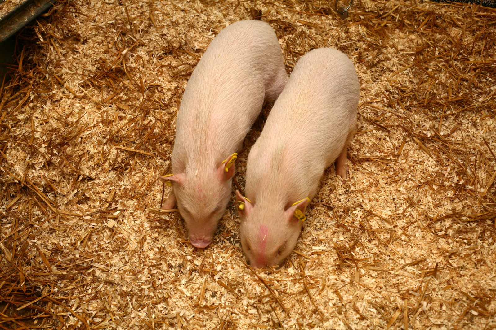 Mini-pig pair