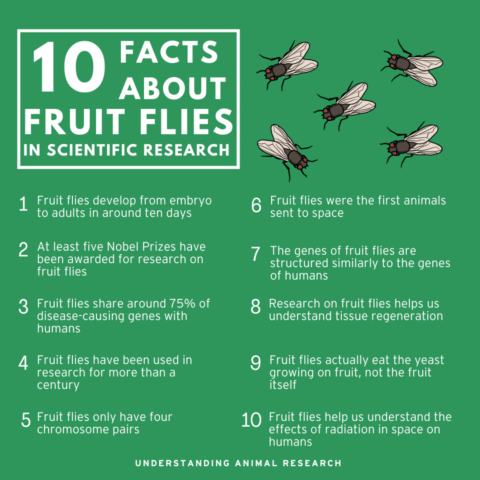 10 Facts Fruit Flies
