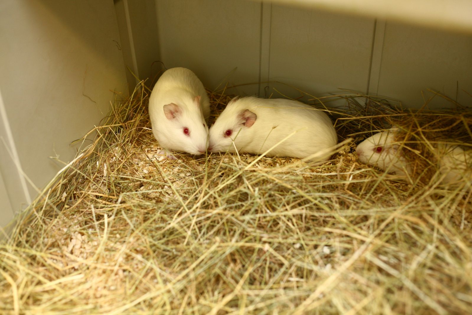 Three guinea pigs with straw