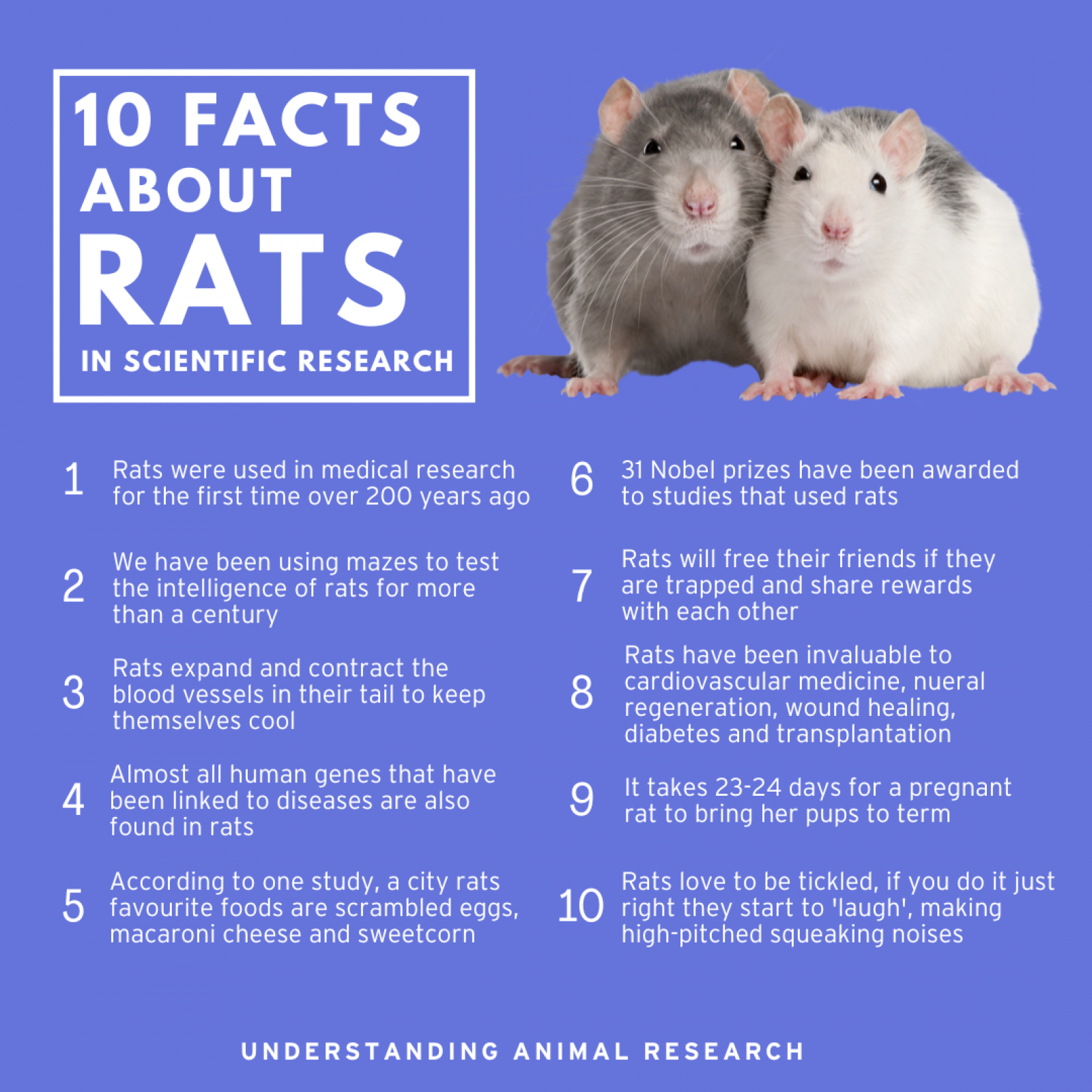10 Facts Rats