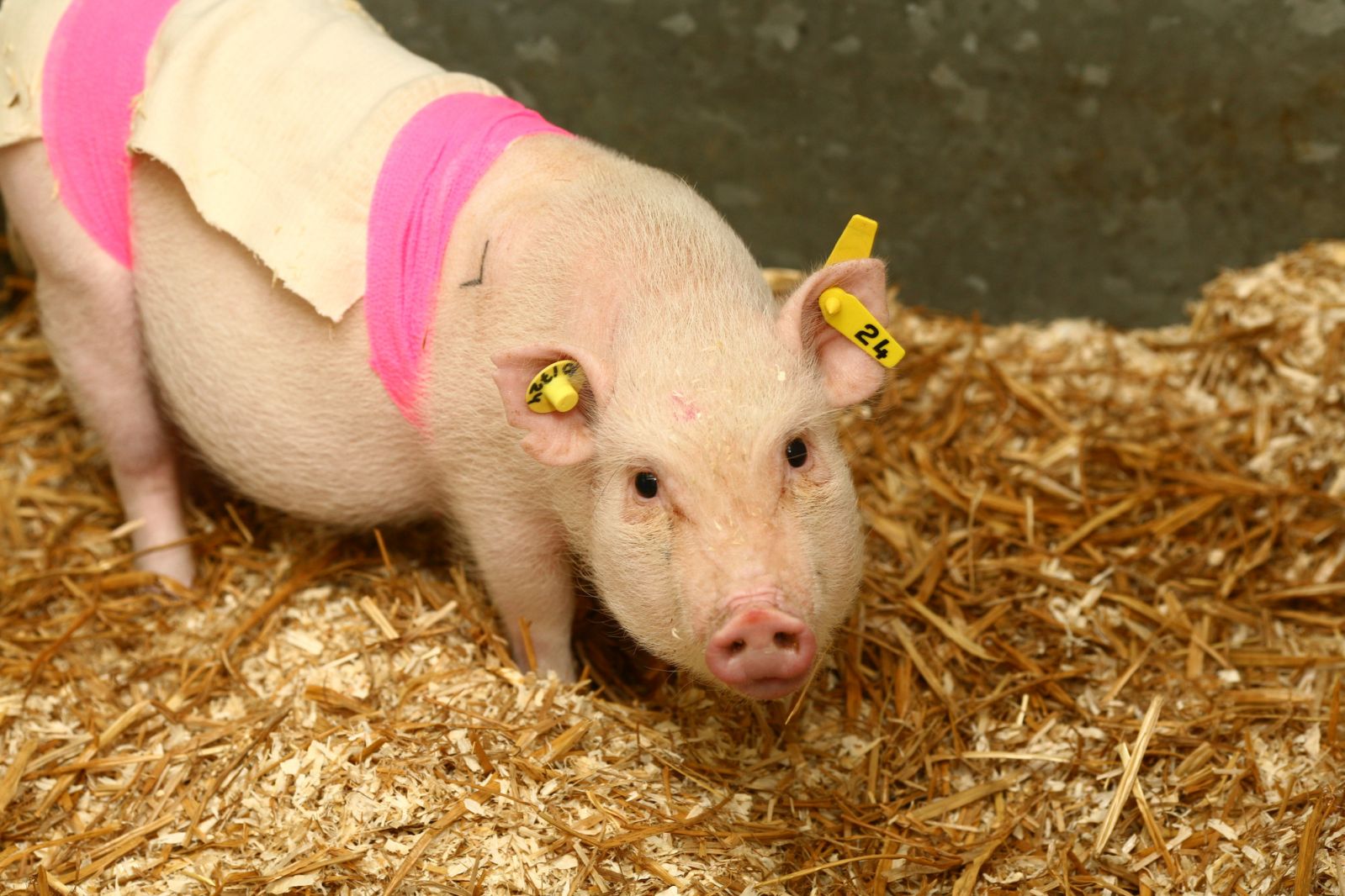 Mini-pig with back dressing