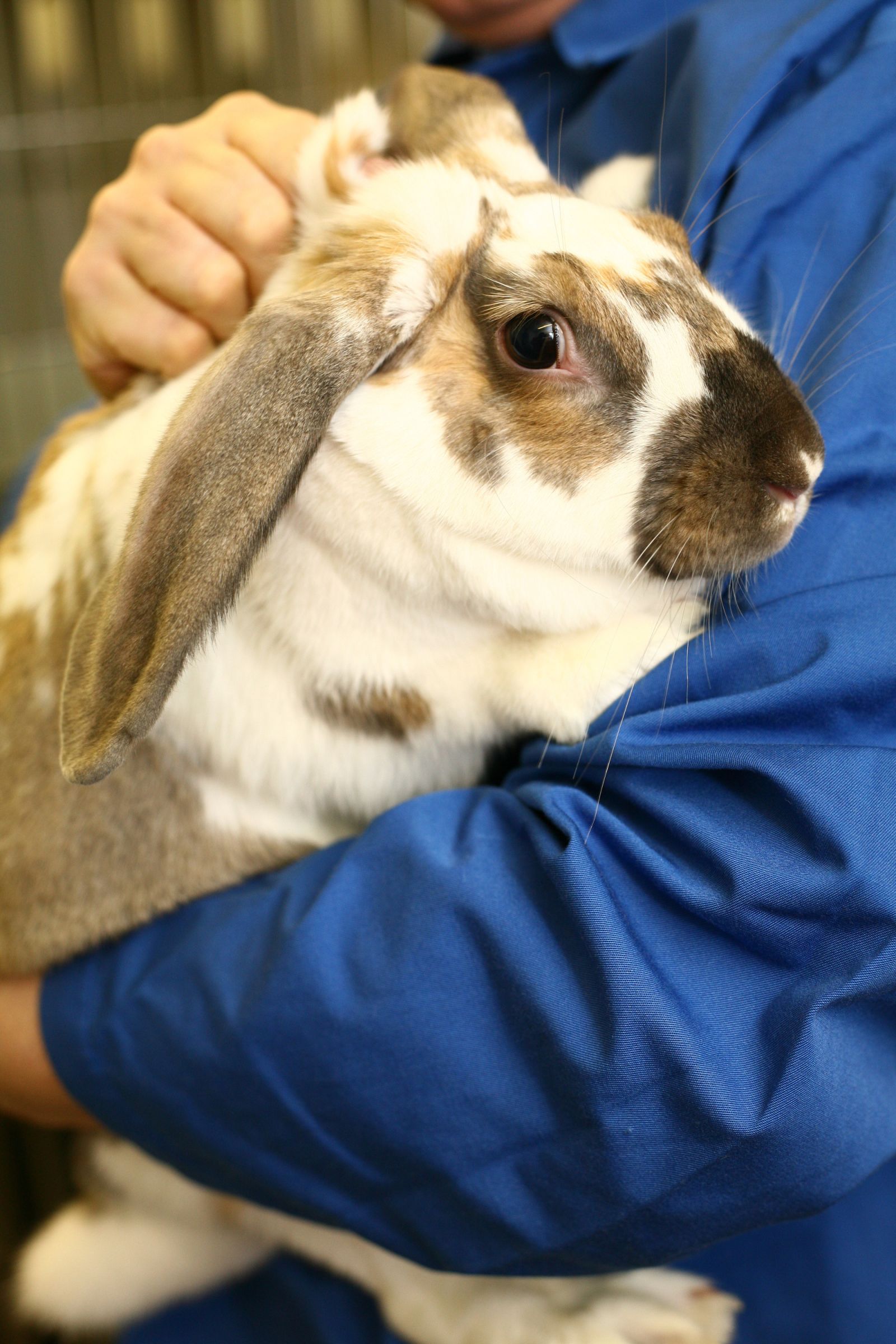 Piebald rabbit in technician arms