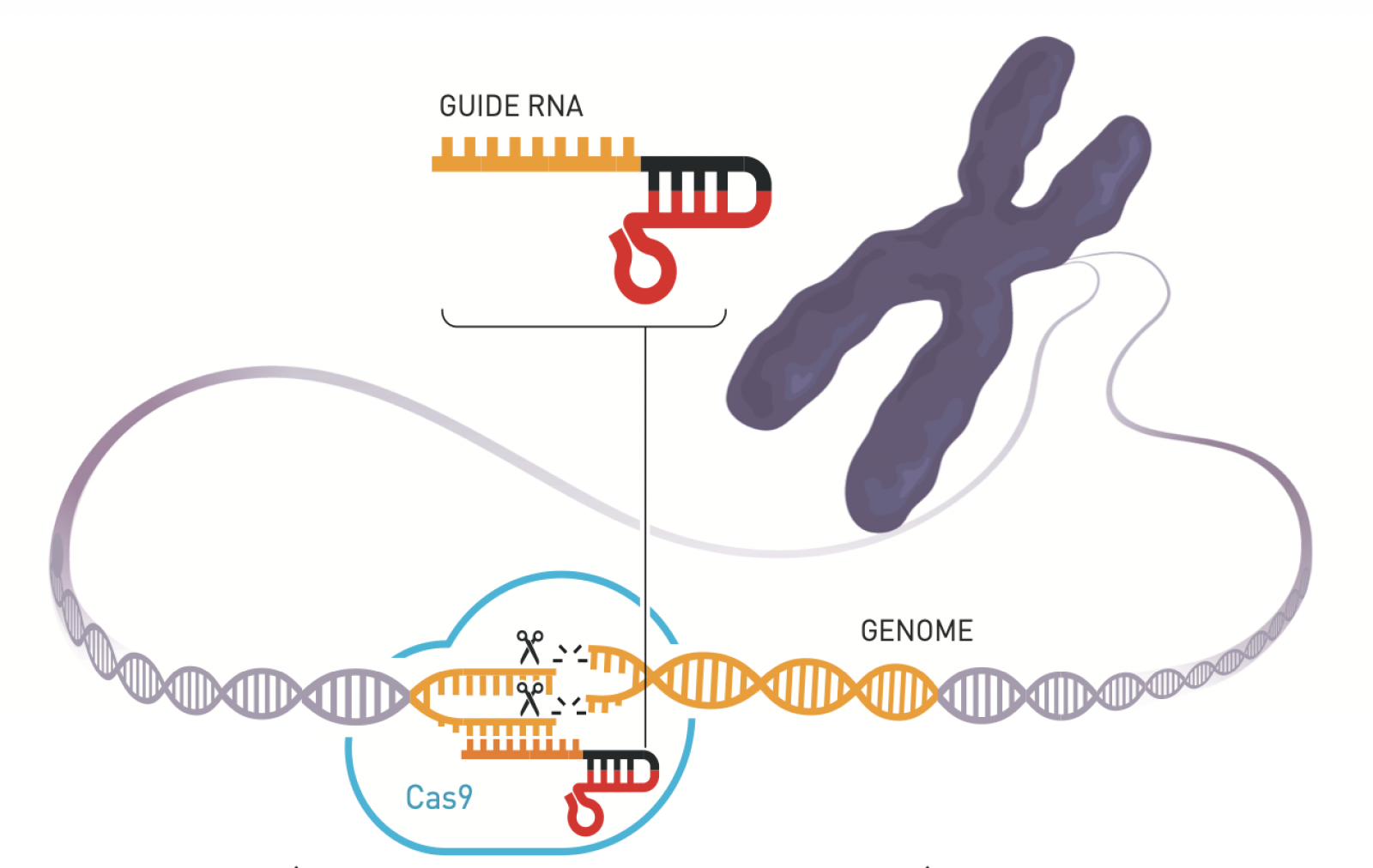 CRISPR graphic