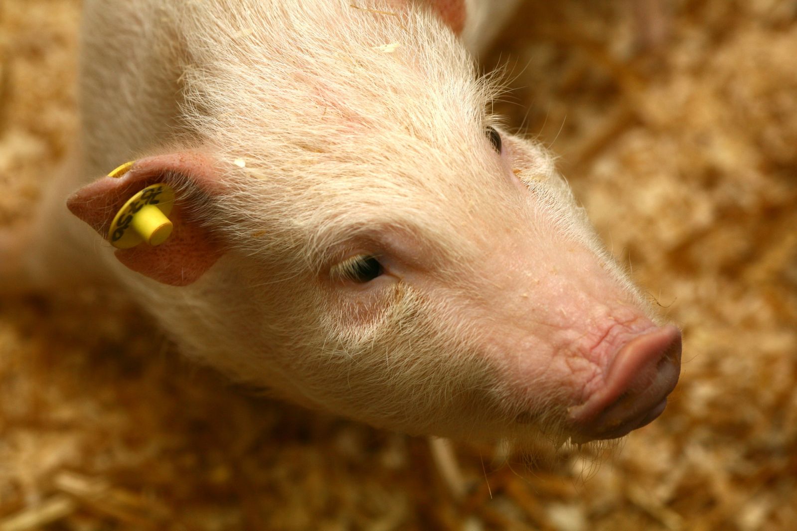 Mini-pig close-up 2